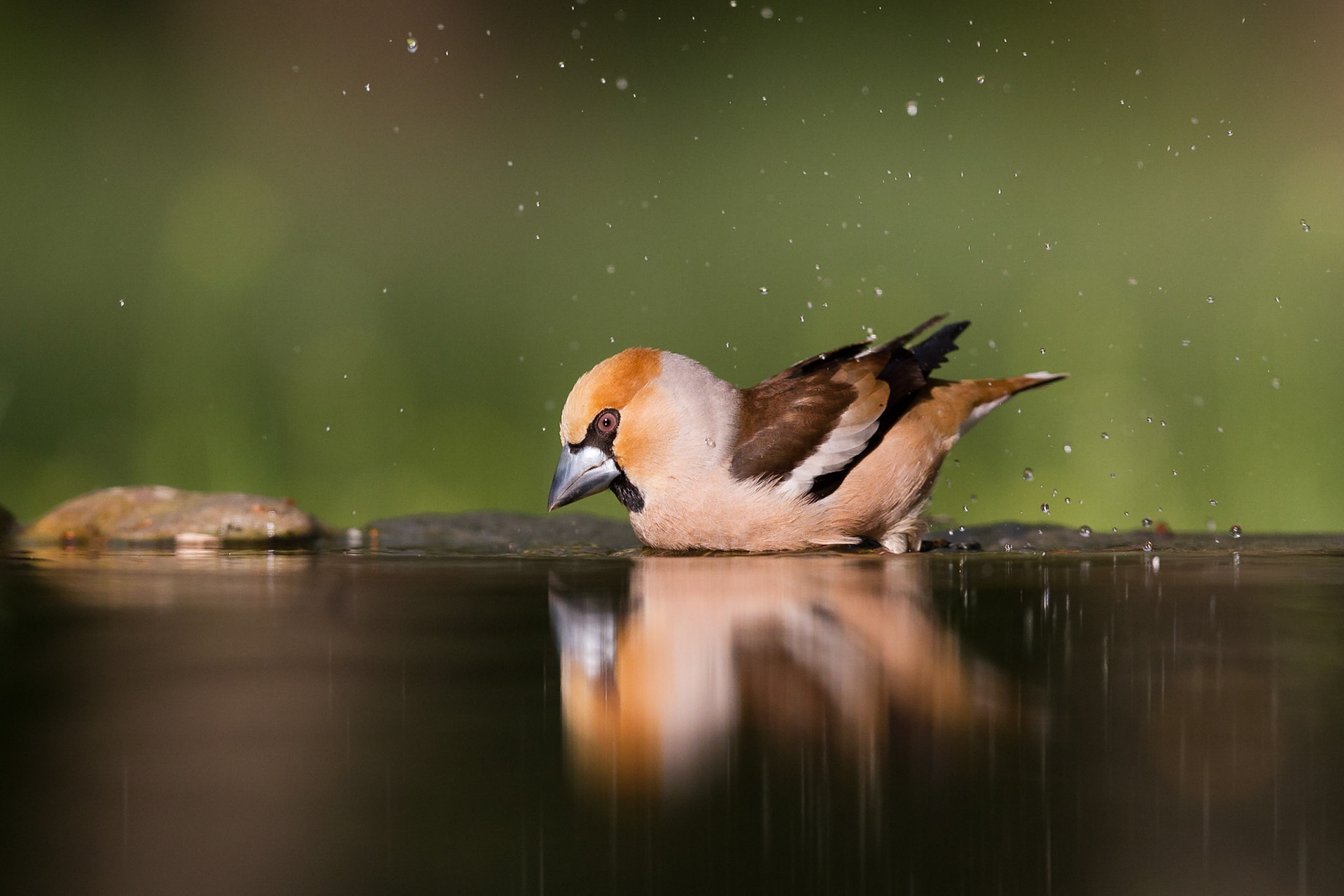 Stenknäck / Hawfinch, Hungary 2013