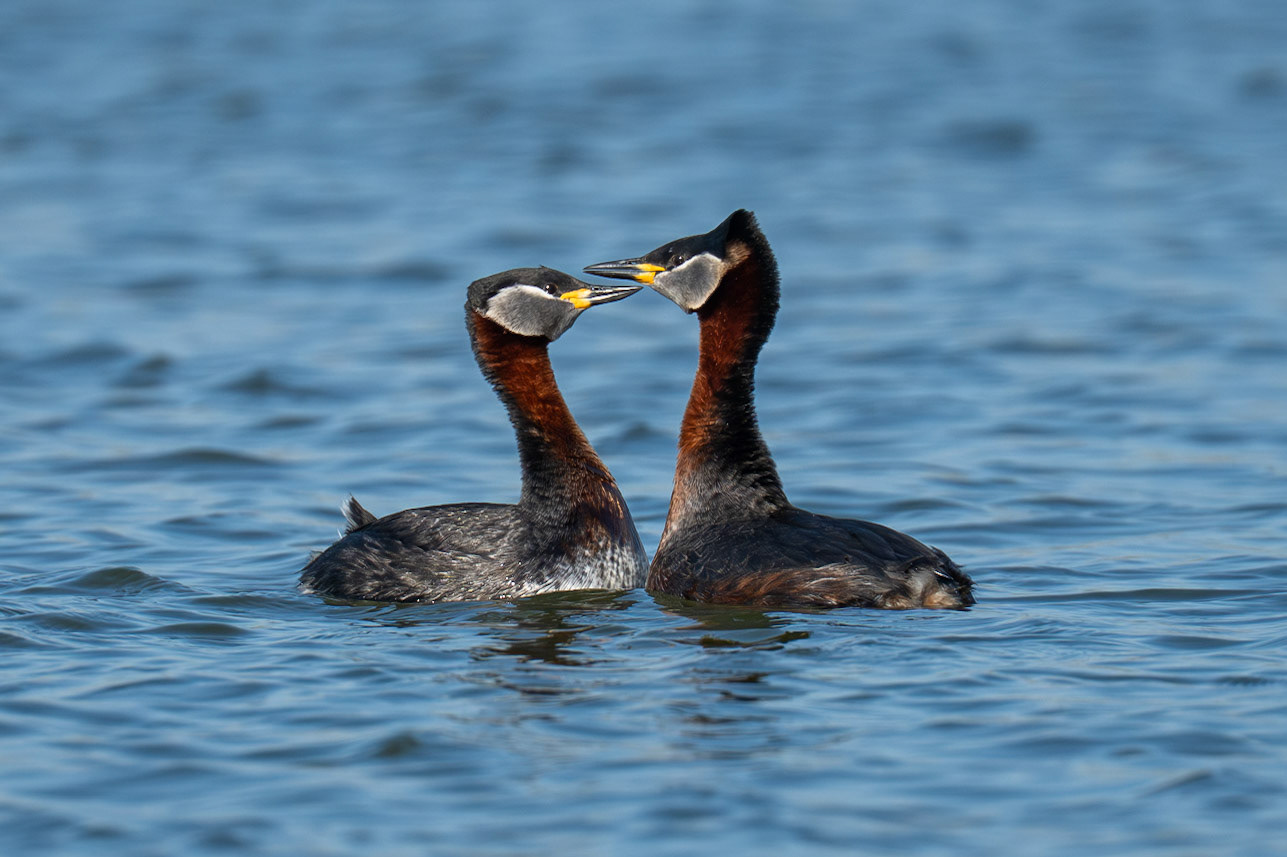Red-necked Grebe / Gråhakedopping, Råbysjön Lund 2026