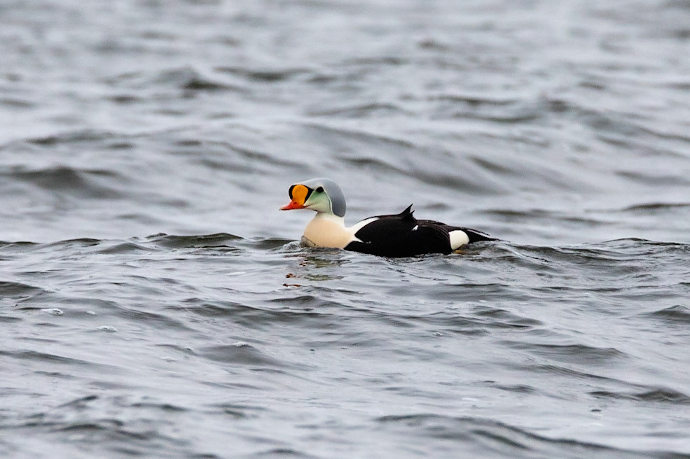 Praktejder / King Eider, Laxvik 2021