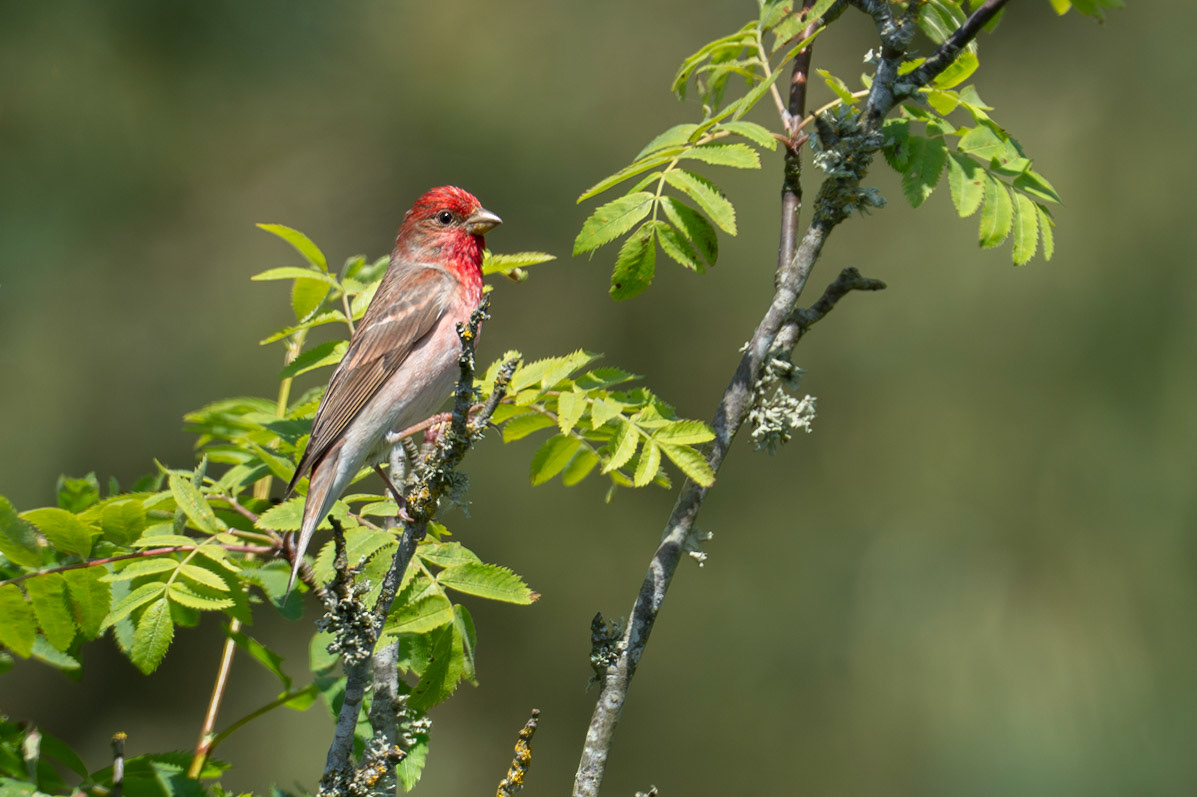 Rosenfink / Common Rosefinch, Utlängan 2025