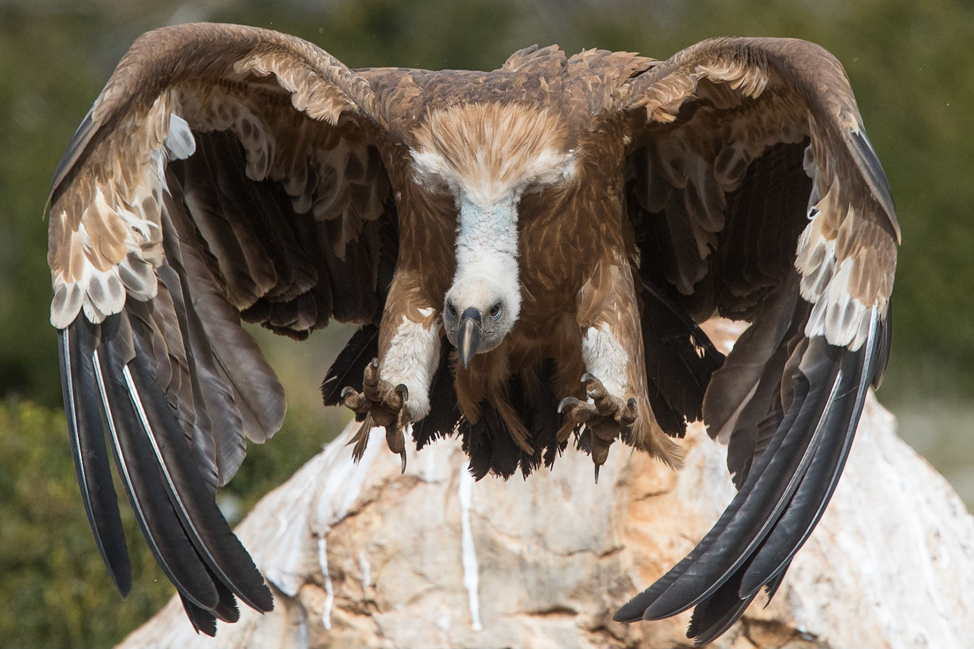 Gåsgam / Eurasian Griffon Vulture, Boumort Spanien 2017