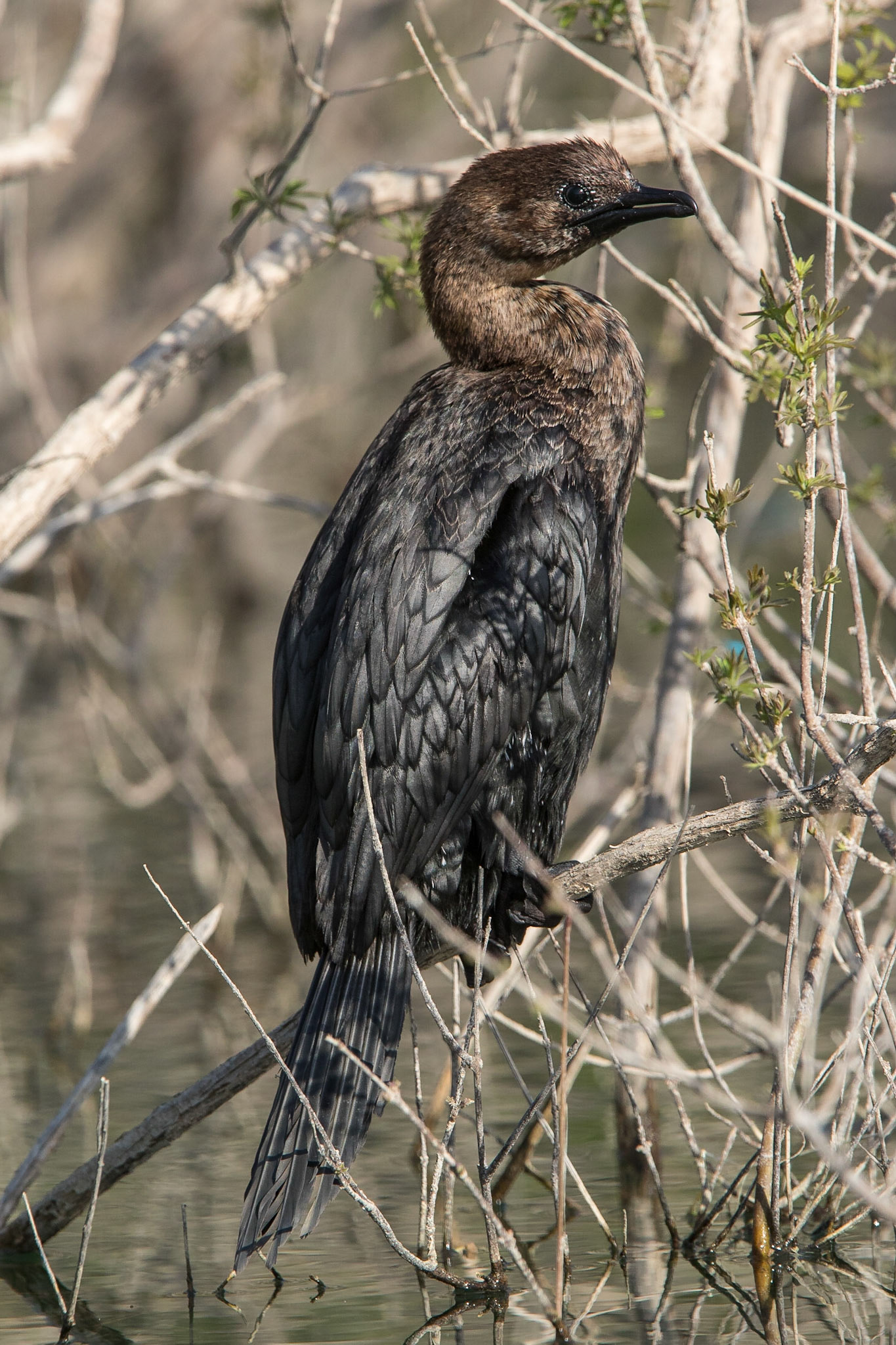 Dvärgskarv / Pygmy Cormorant, Lake Kourna Crete Greece 2015