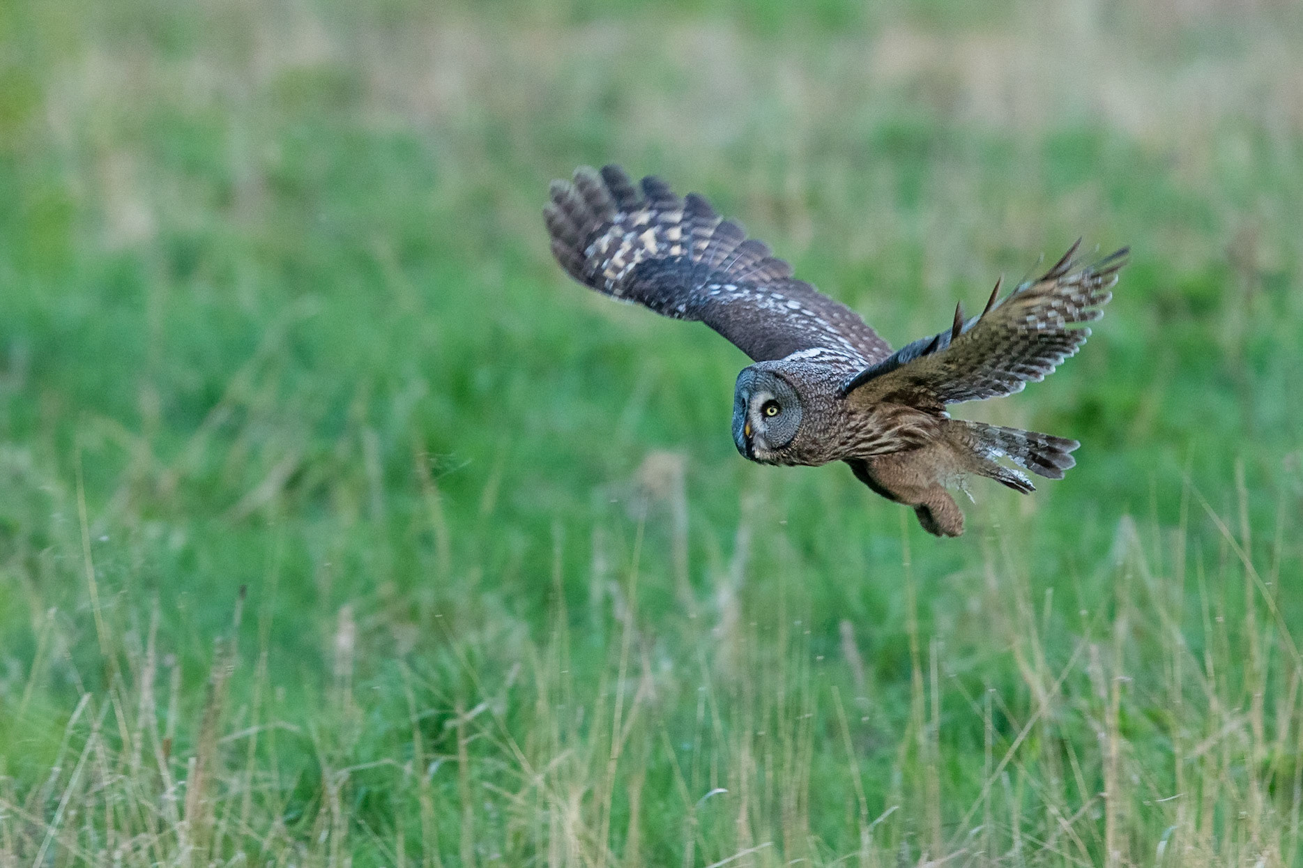 Lappuggla / Great Grey Owl, Västmanland 2016