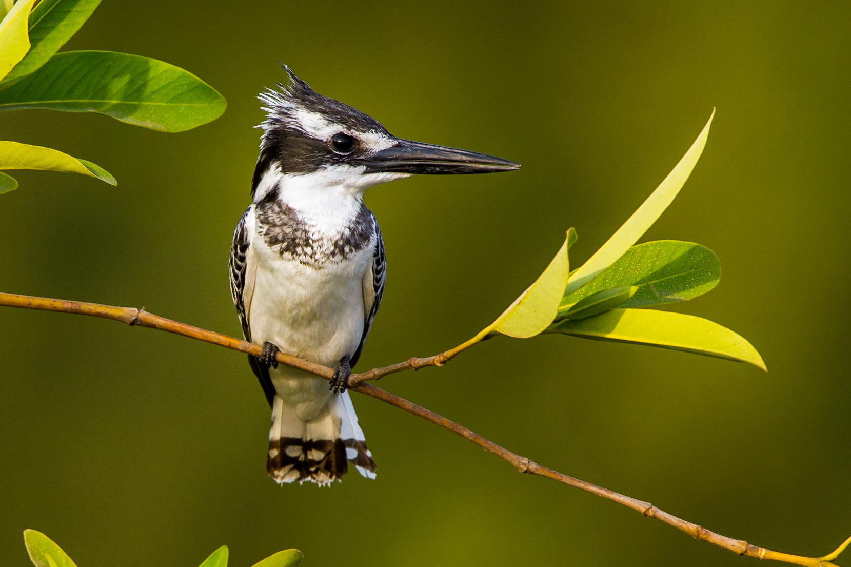 Gråfiskare / Pied Kingfisher, Gambia 2013