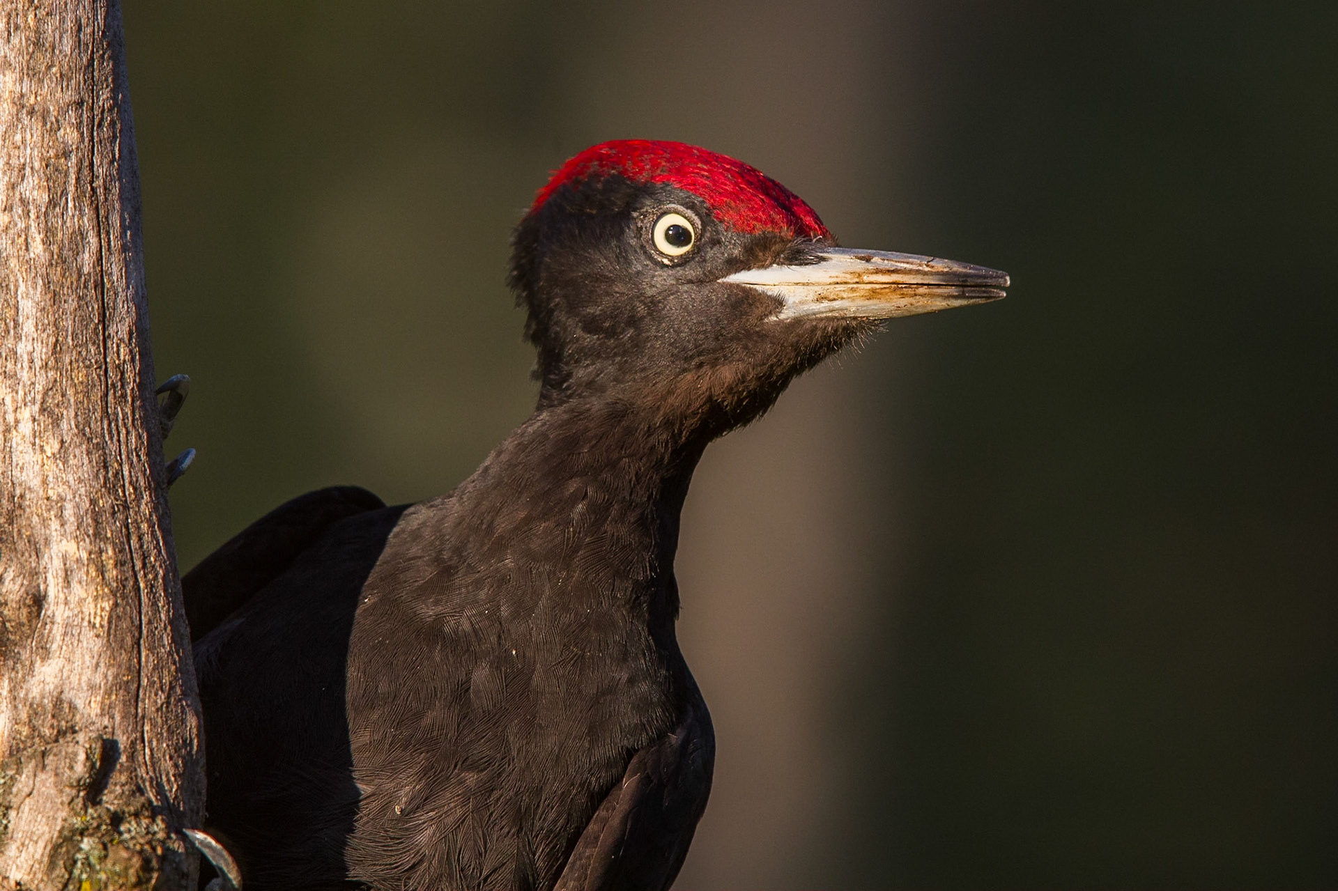 Spillkråka / Black Woodpecker, Hungary 2013