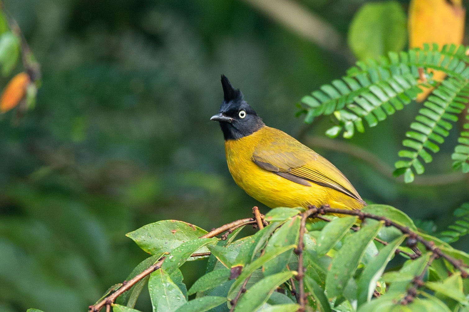 Svarttofsad bulbyl / Black-crested Bulbul, Kaeng Krachan, Thailand 2018