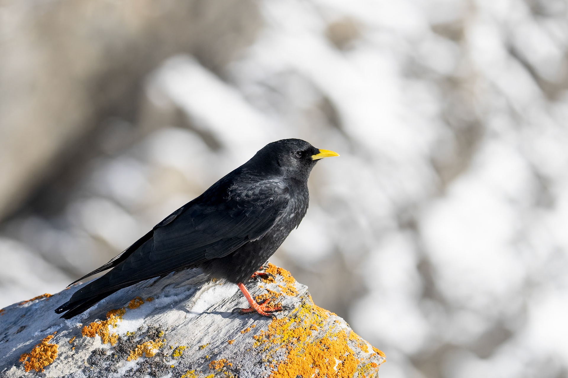 Alpkaja / Alpine Chough, Gemmipass Switzerland 2025