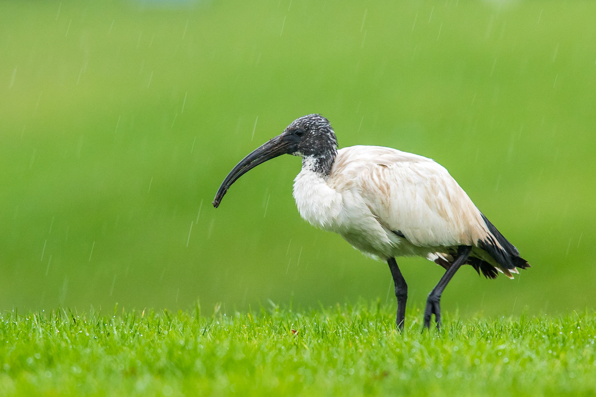 [Helig ibis / African Sacred Ibis], Ystad 2015