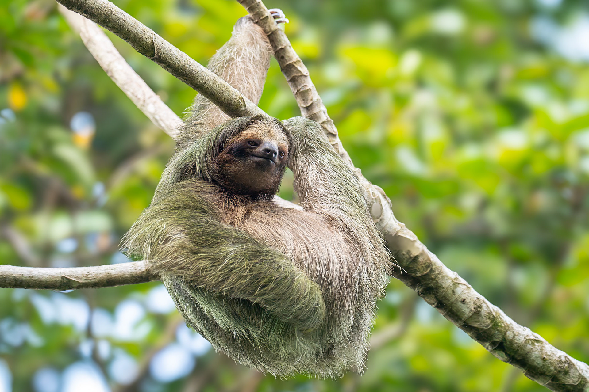 Brown-throated Three-toed Sloth, Tortuguero, Costa Rica 2024