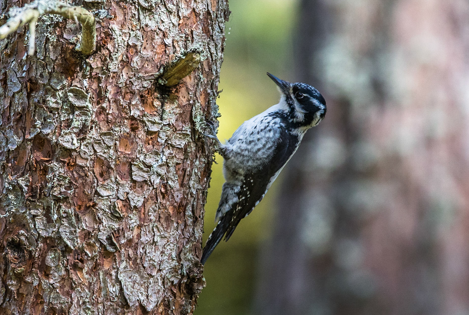 Tretåig hackspett / Three-toed Woodpecker, Västmanland 2015