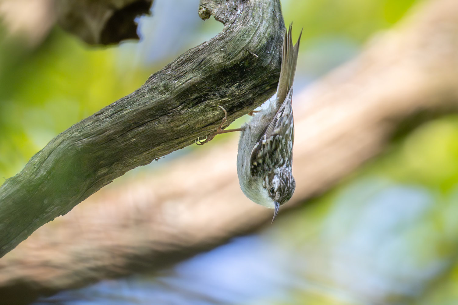 Trädgårdsträdkrypare / Short-toed Treecreeper, Linnebjer 2025