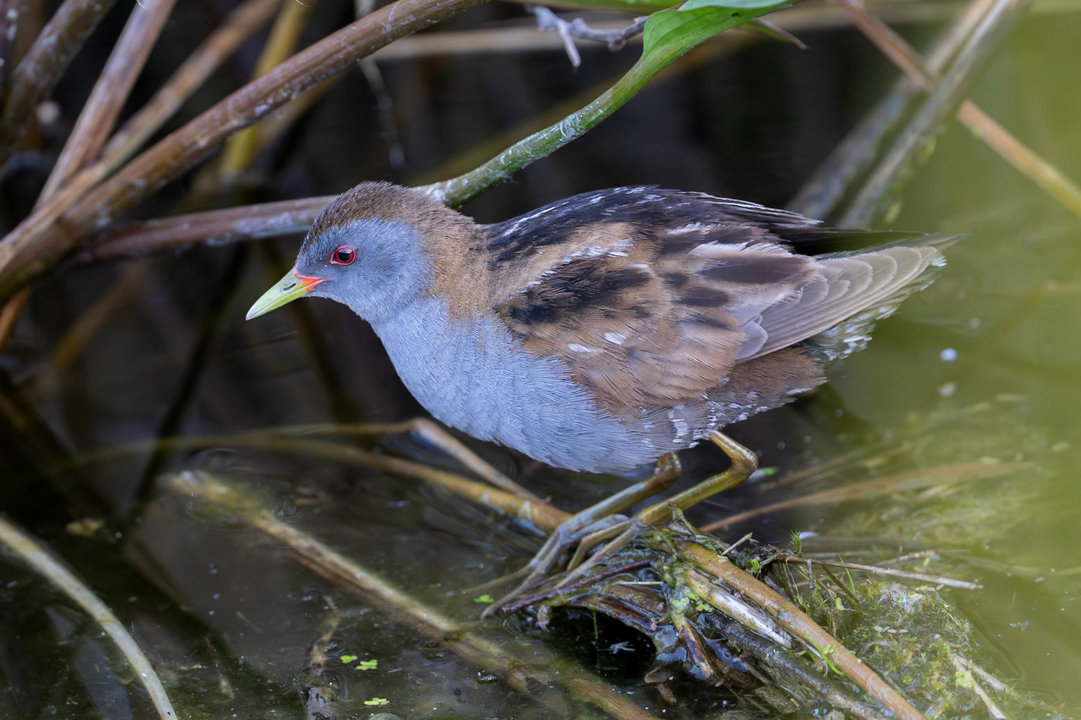 Mindre sumphöna / Little Crake, Karpalundsdammarna Kristianstad 2025