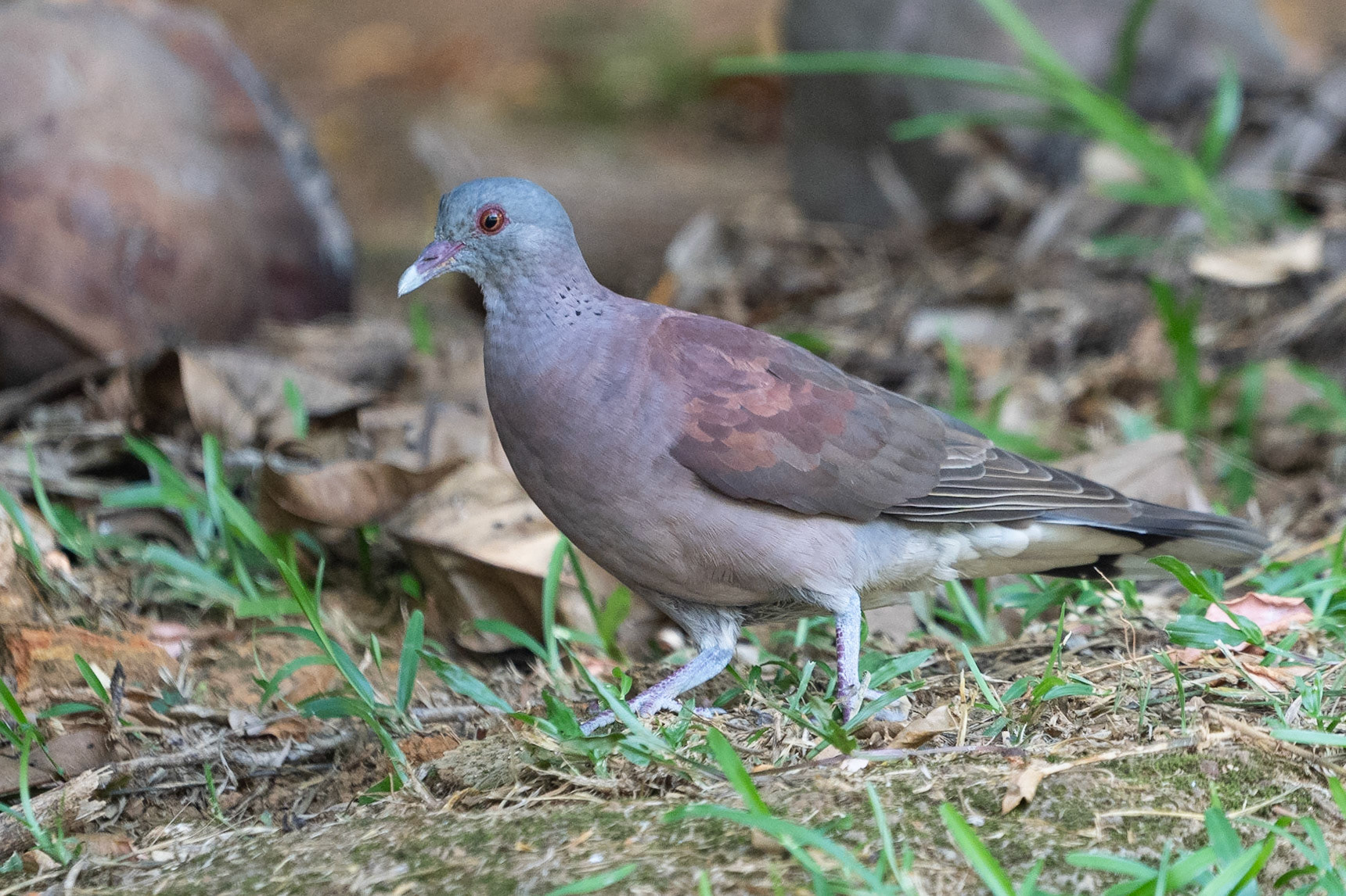Madagaskarduva / Malagasy Turtle Dove, Glacis, Mahé Seychelles 2023