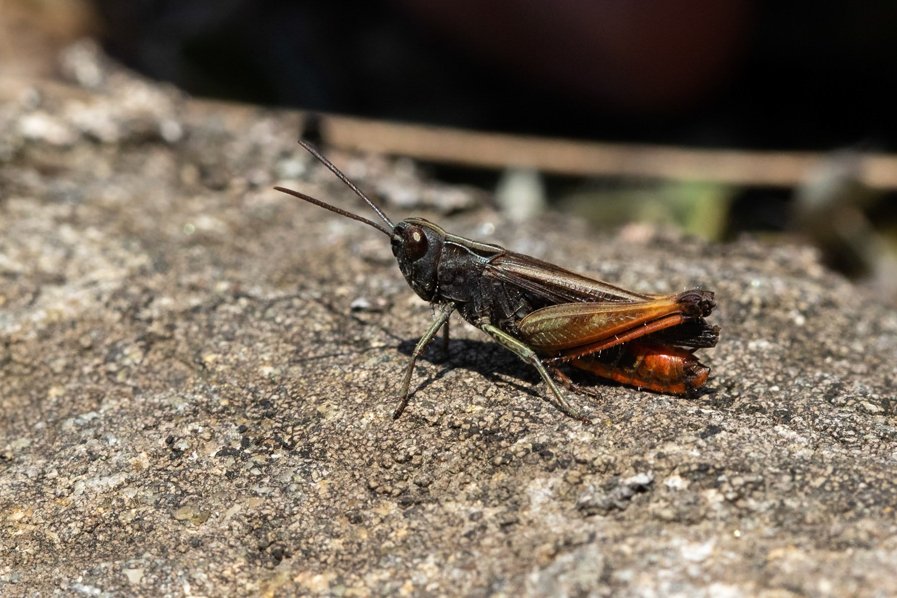 Rödgumpgräshoppa / Woodland Grasshopper, Skogshusets enefälad 2019