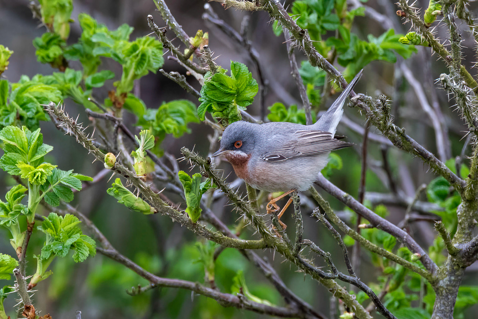 Rödstrupig sångare / Subalpine Warbler, Skanör 2018