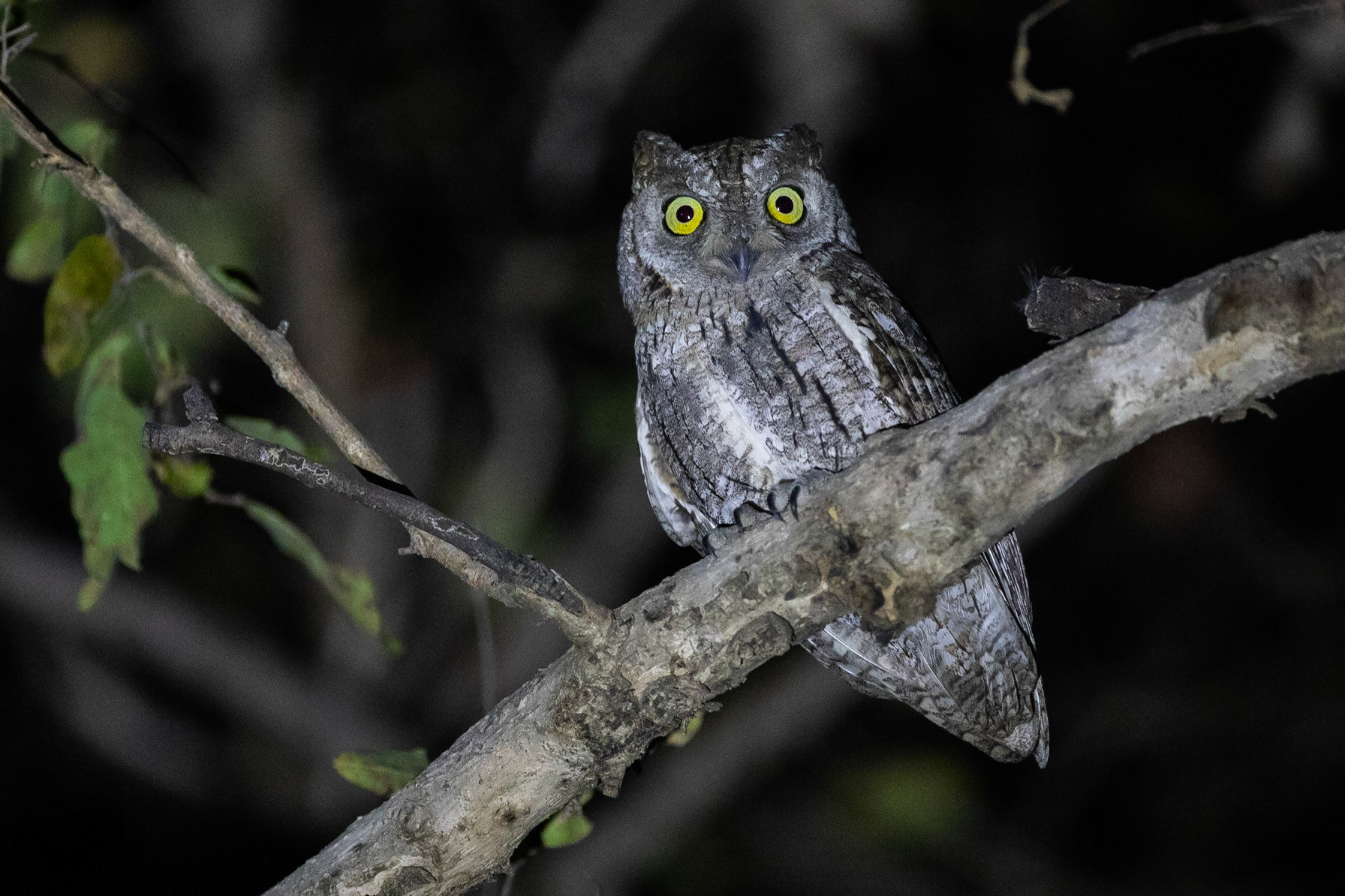 Afrikansk dvärguv / African Scops Owl, Niokolokoba Senegal 2019