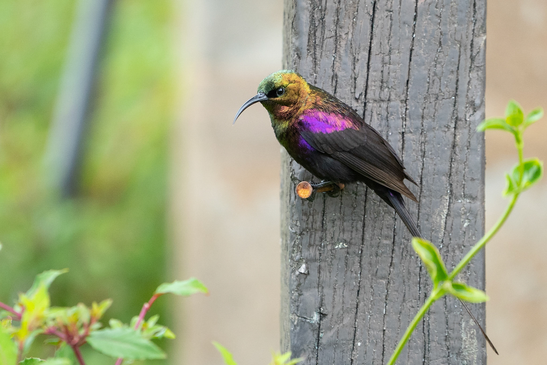Tekezésolfågel / Tacazze Sunbird, Castle Forest Kenya 2022