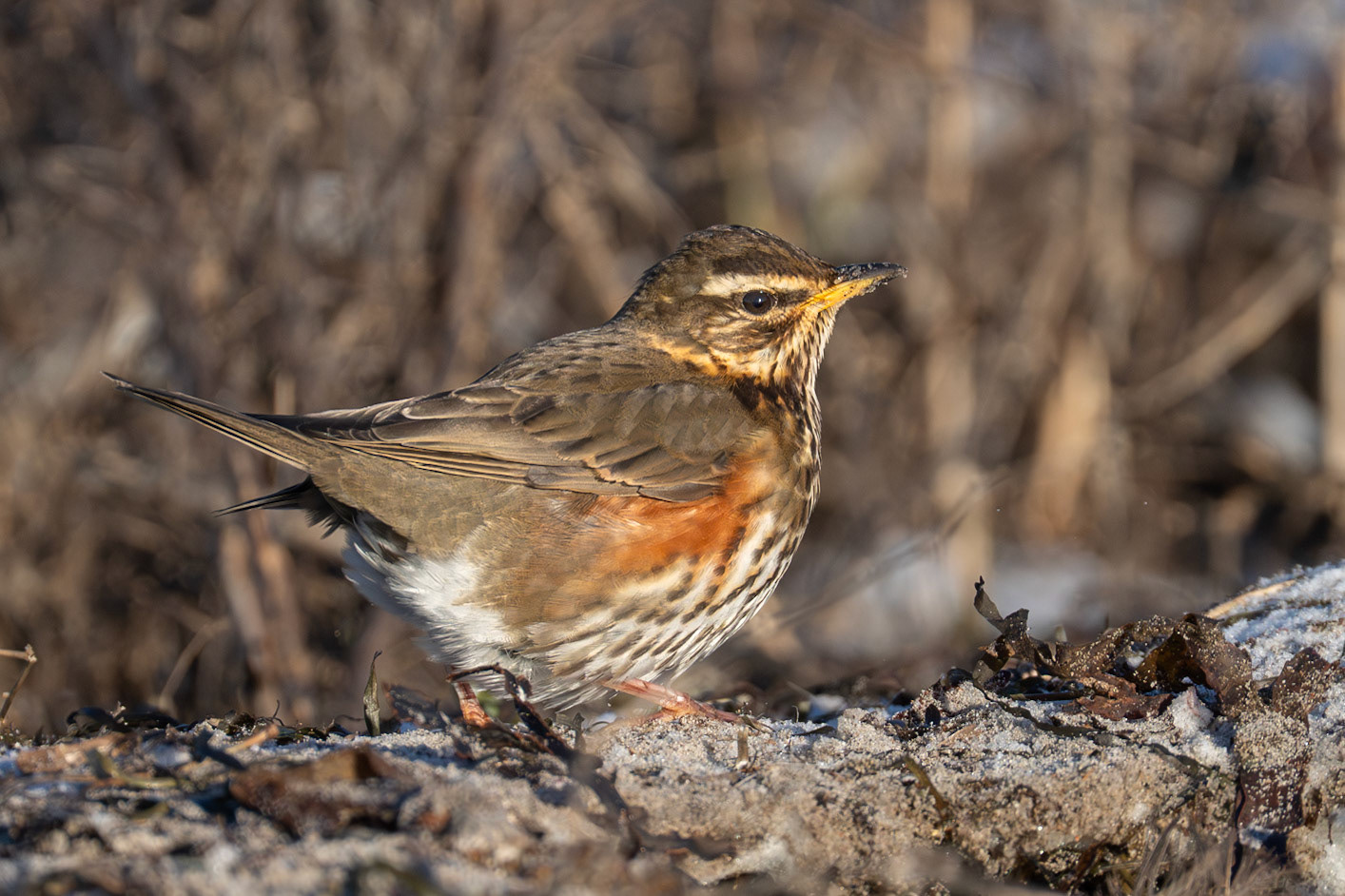 Rödvingetrast / Redwing, Hittarp 2026