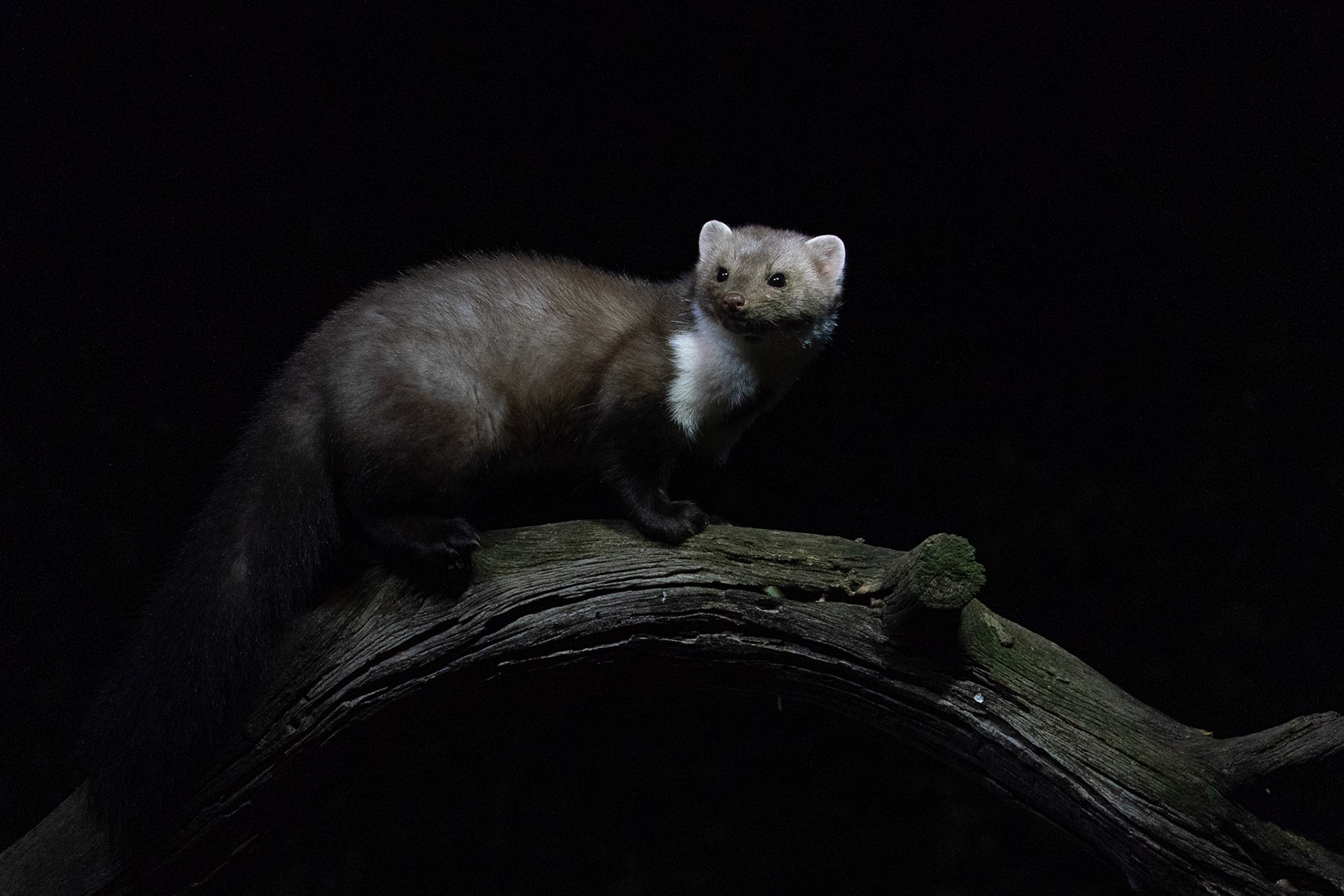 Stenmård / Stone Marten, Casinos,  Spanien 2022