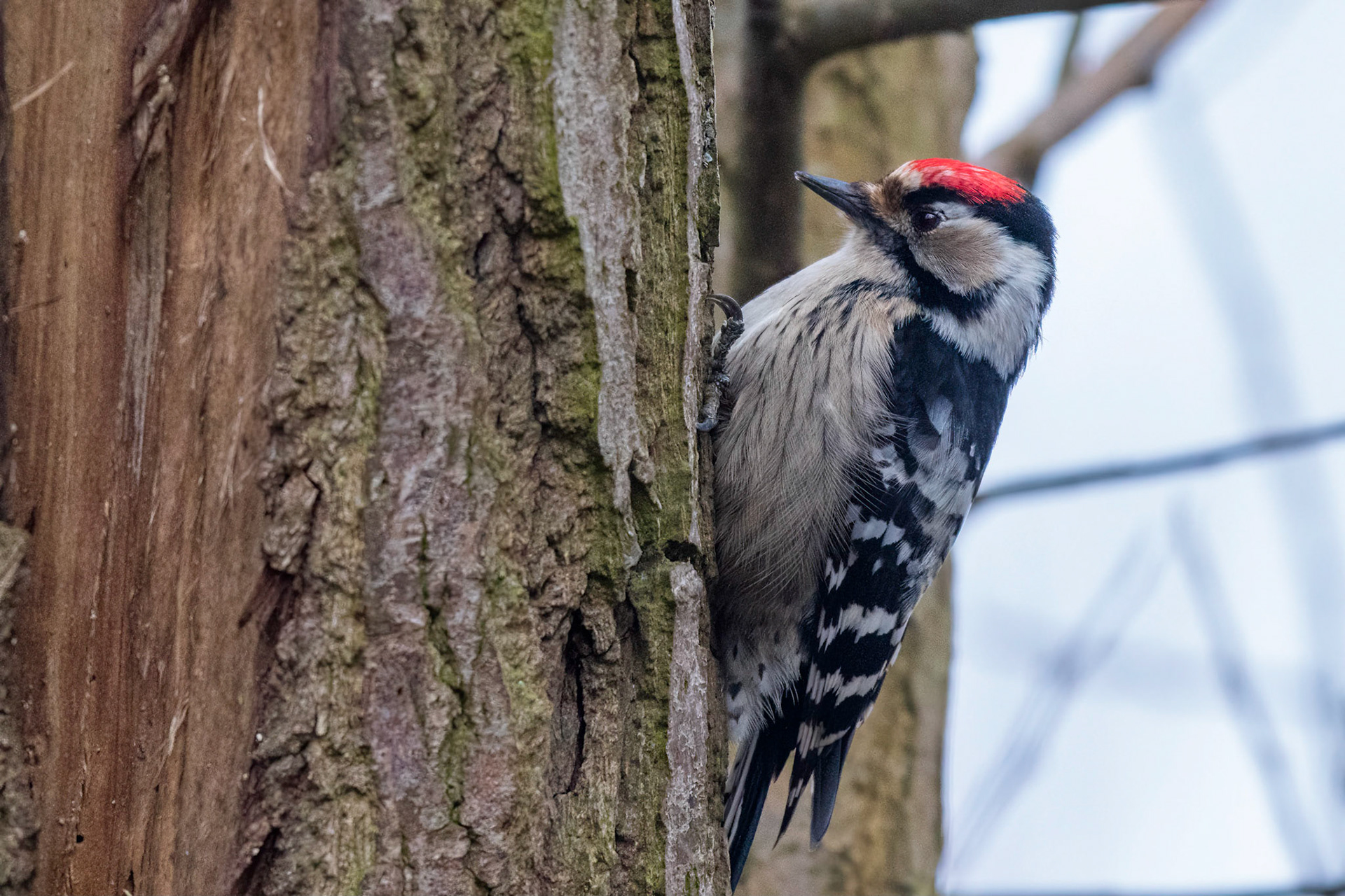 Mindre hackspett / Lesser Spotted Woodpecker, Borstahusen 2016