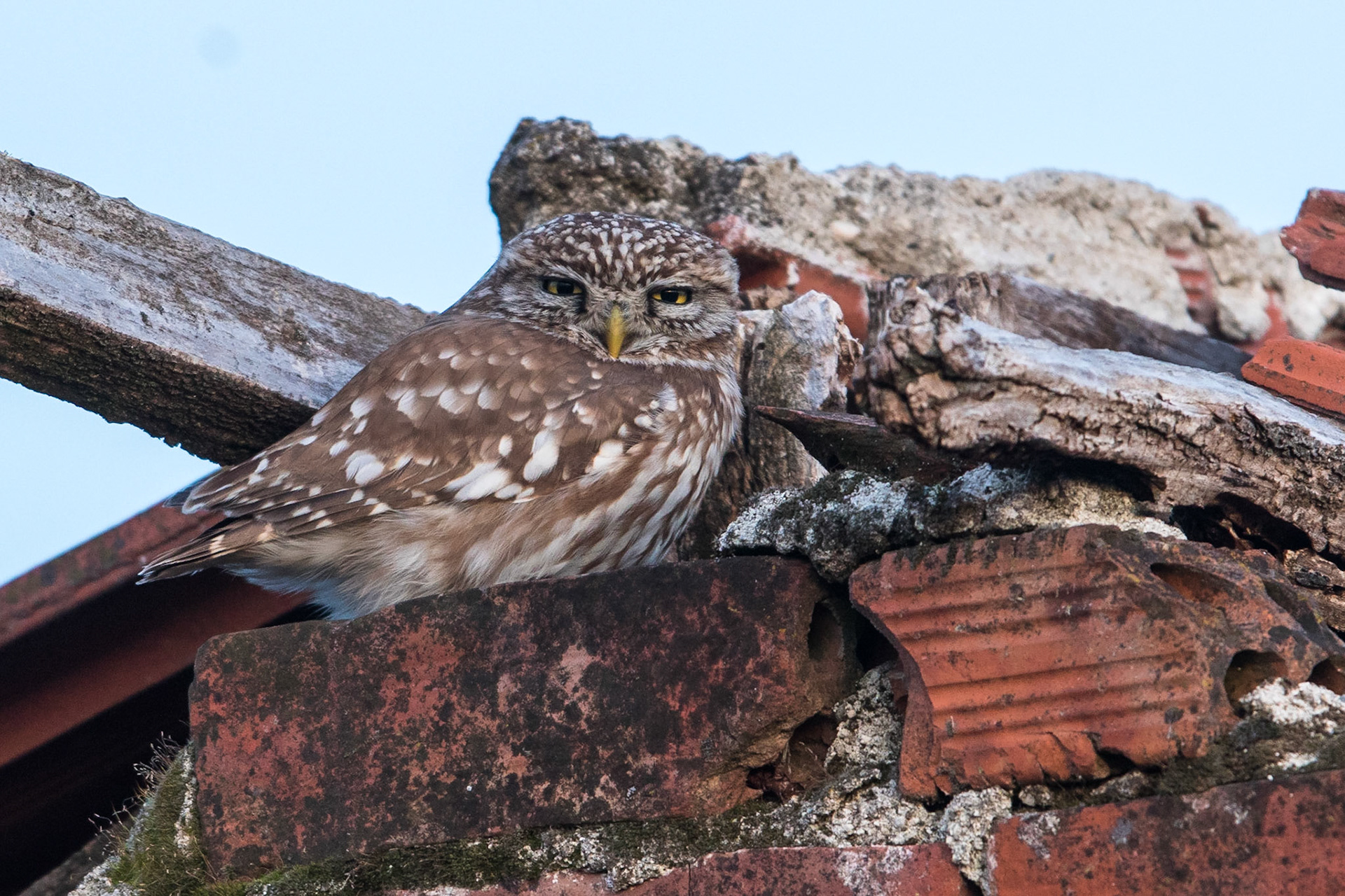Minervauggla / Little Owl, Limnochori Greece 2017