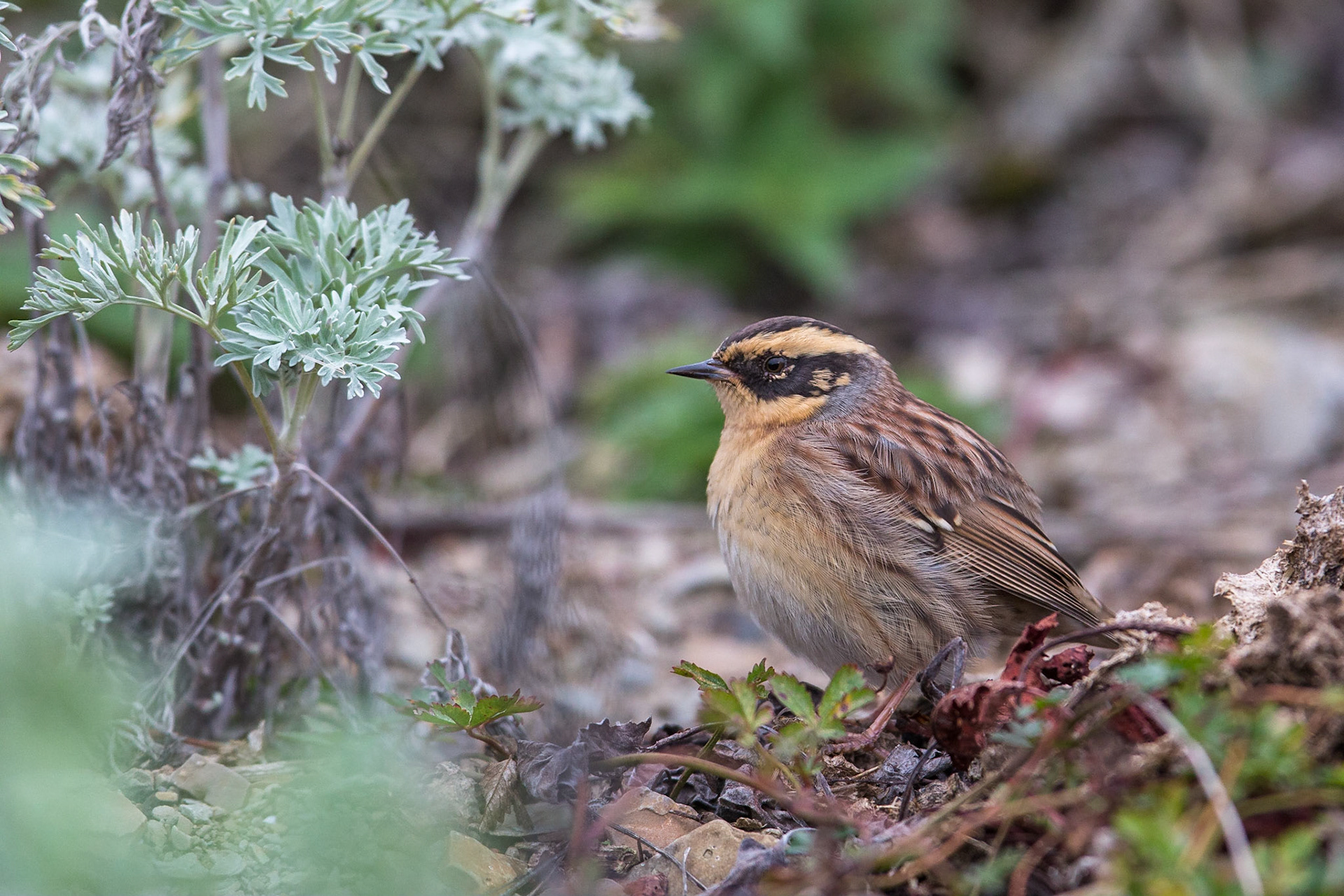 Sibirisk järnsparv / Siberian Accentor, Eckelsudde 2016