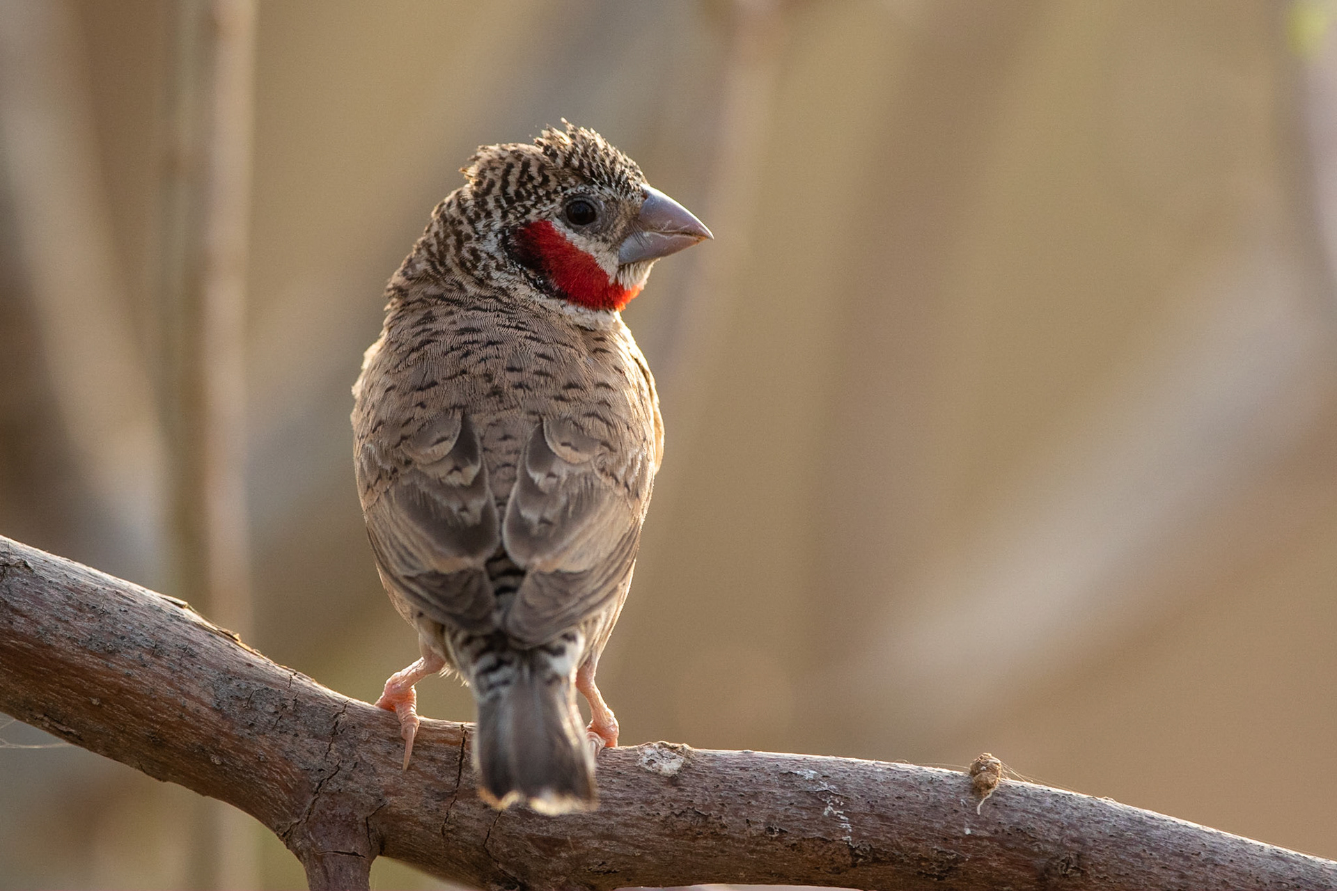 Blodstrupsamadin / Cut-throat Finch, Chawy gora, Senegal 2019