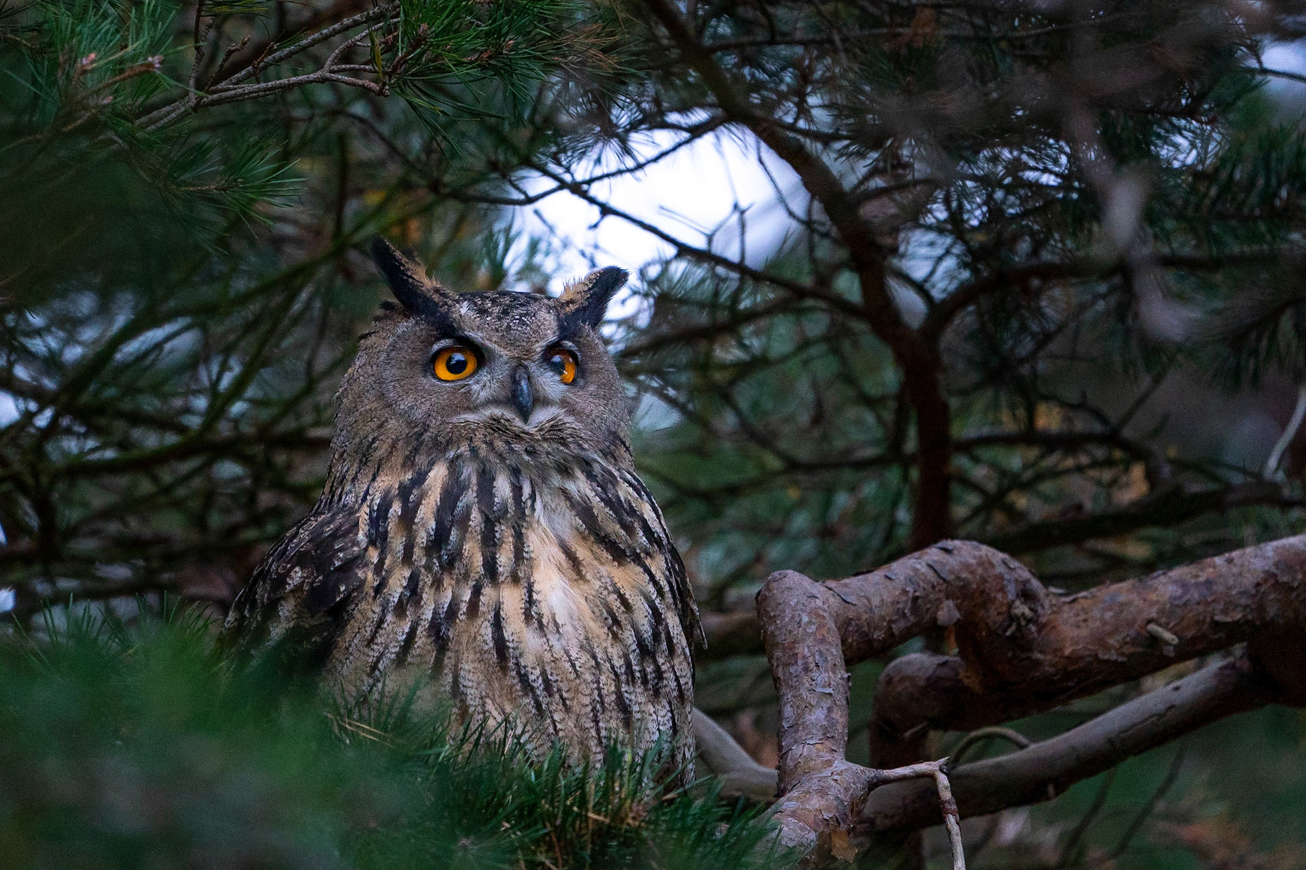 Berguv / Eurasian Eagle Owl, Kämpingedungen 2021