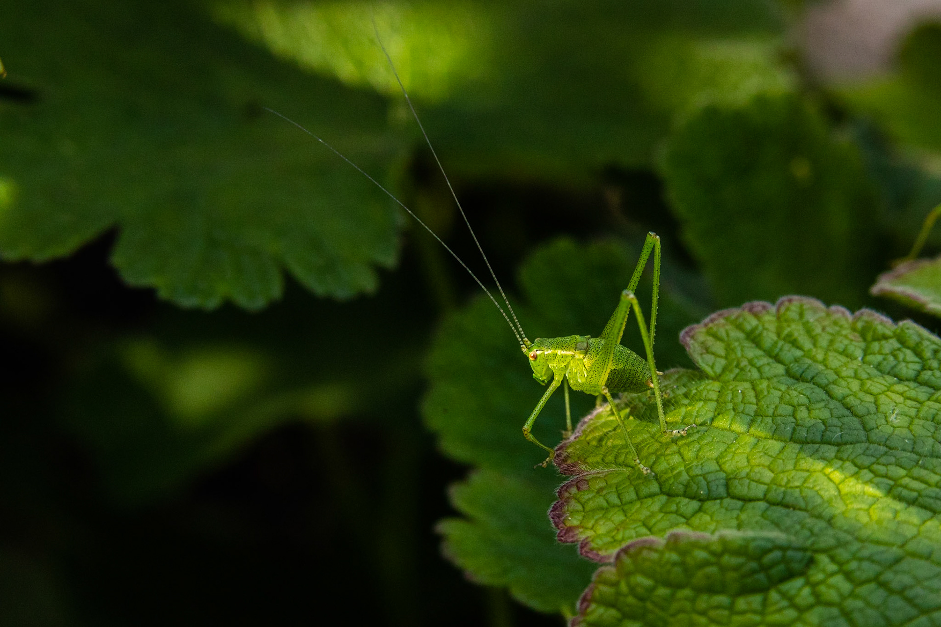 Lövvårtbitare / Speckled Bush Cricket  , Stångby 2020