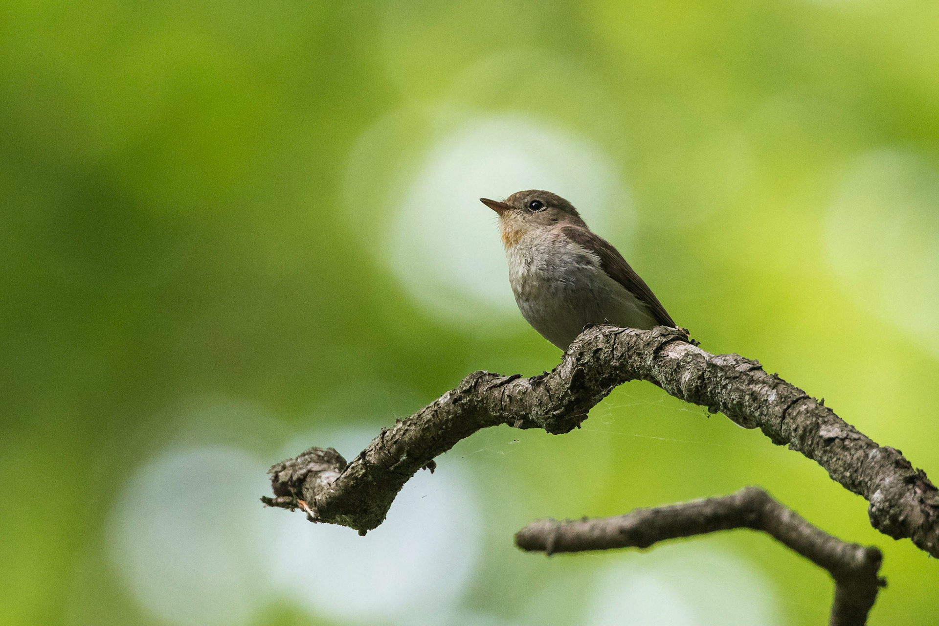 Mindre flugsnappare / Red-breasted Flycatcher, Torna Hällestad 2017
