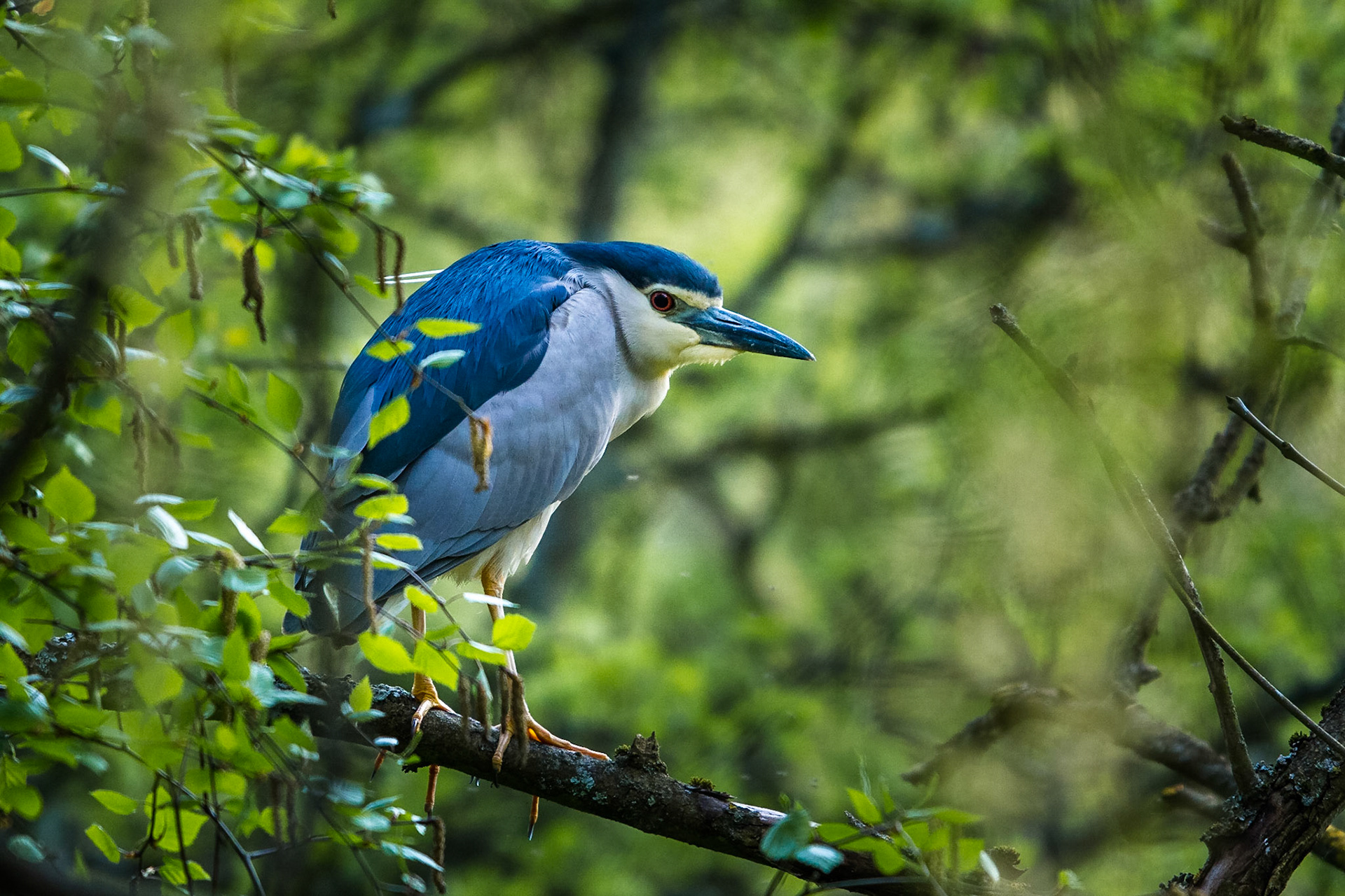 Natthäger / Black-crowned Night Heron, Trelleborg 2014