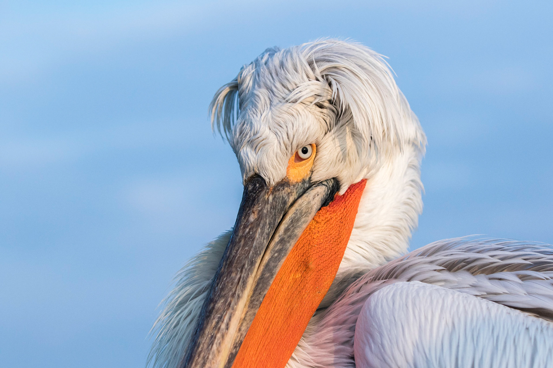Krushuvad pelikan / Dalmatian Pelican, Kerkini lake Greece 2017