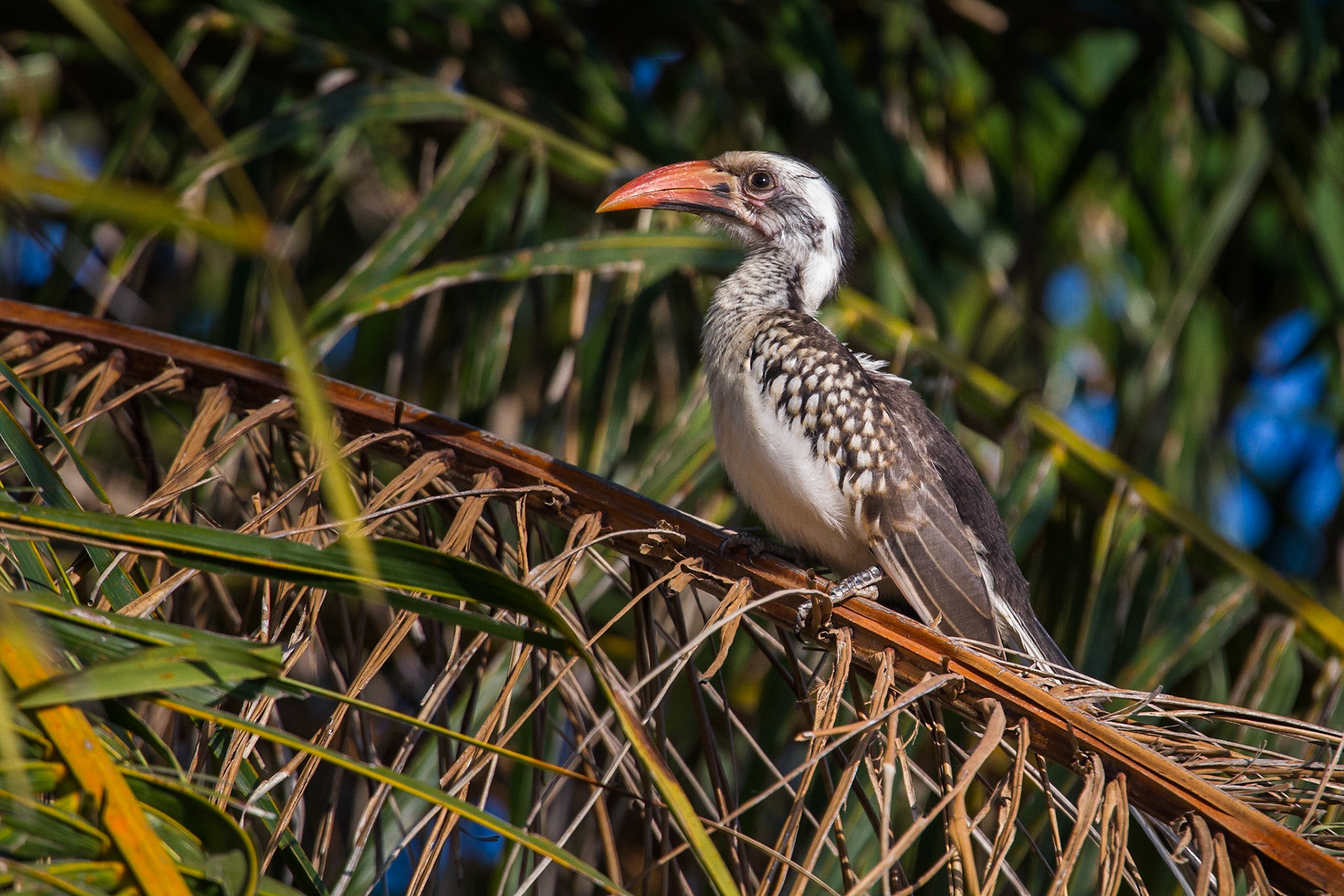 Senegaltoko / Western Red-billed Hornbill, Gambia 2013