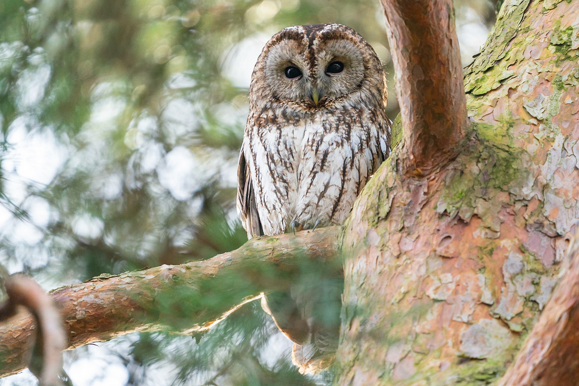Kattuggla / Tawny Owl, Botan Lund 2022
