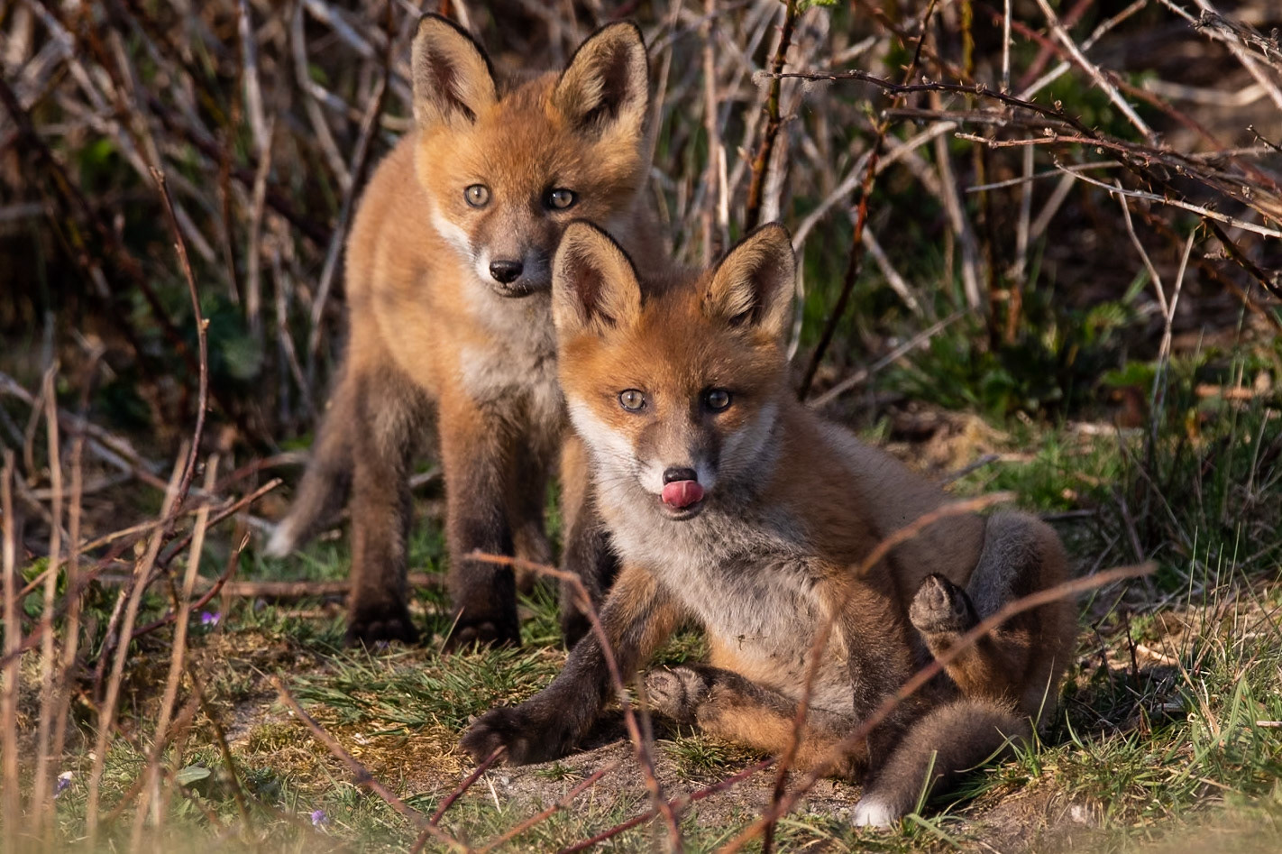 , Sjötorps ängar 2020