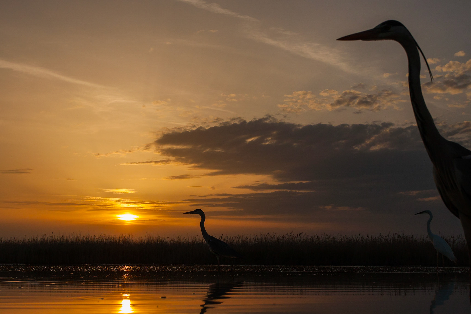 Hägrar / Herons, Hungary 2013