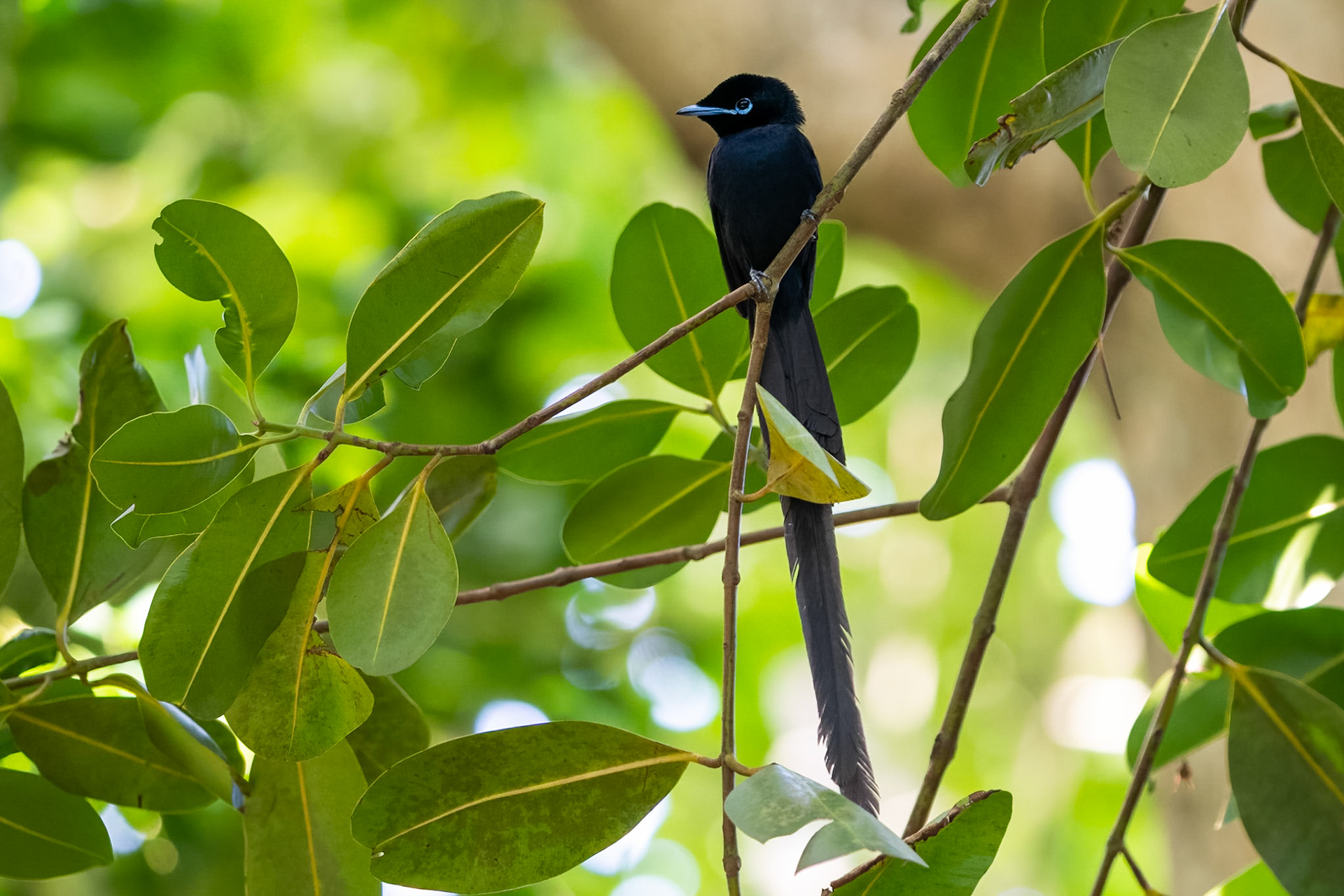 Seychellparadismonark / Seychelles Paradise Flycatcher, La Digue Seychelles 2023