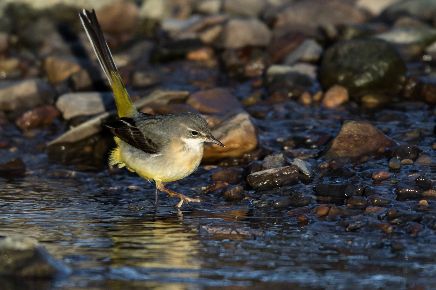 Forsärla / Grey Wagtail, Rinnebäcksravinen Lund 2016