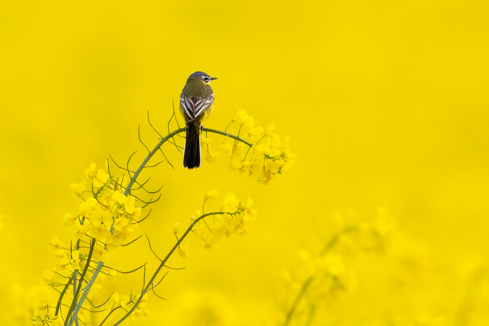 Gulärla / Yellow Wagtail, Barsebäck 2015