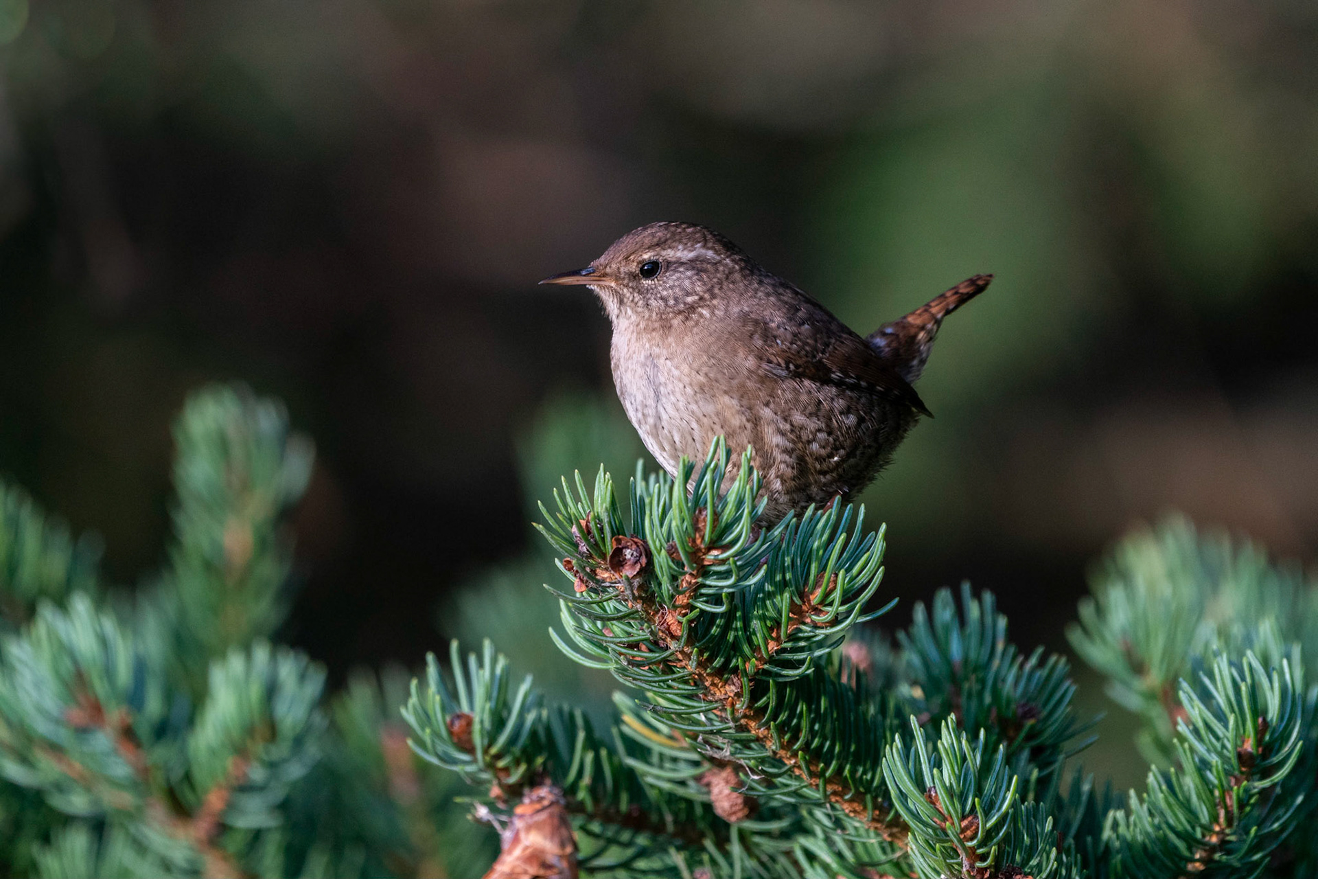 Gärdsmyg / Winter Wren, Stångby mosse 2022