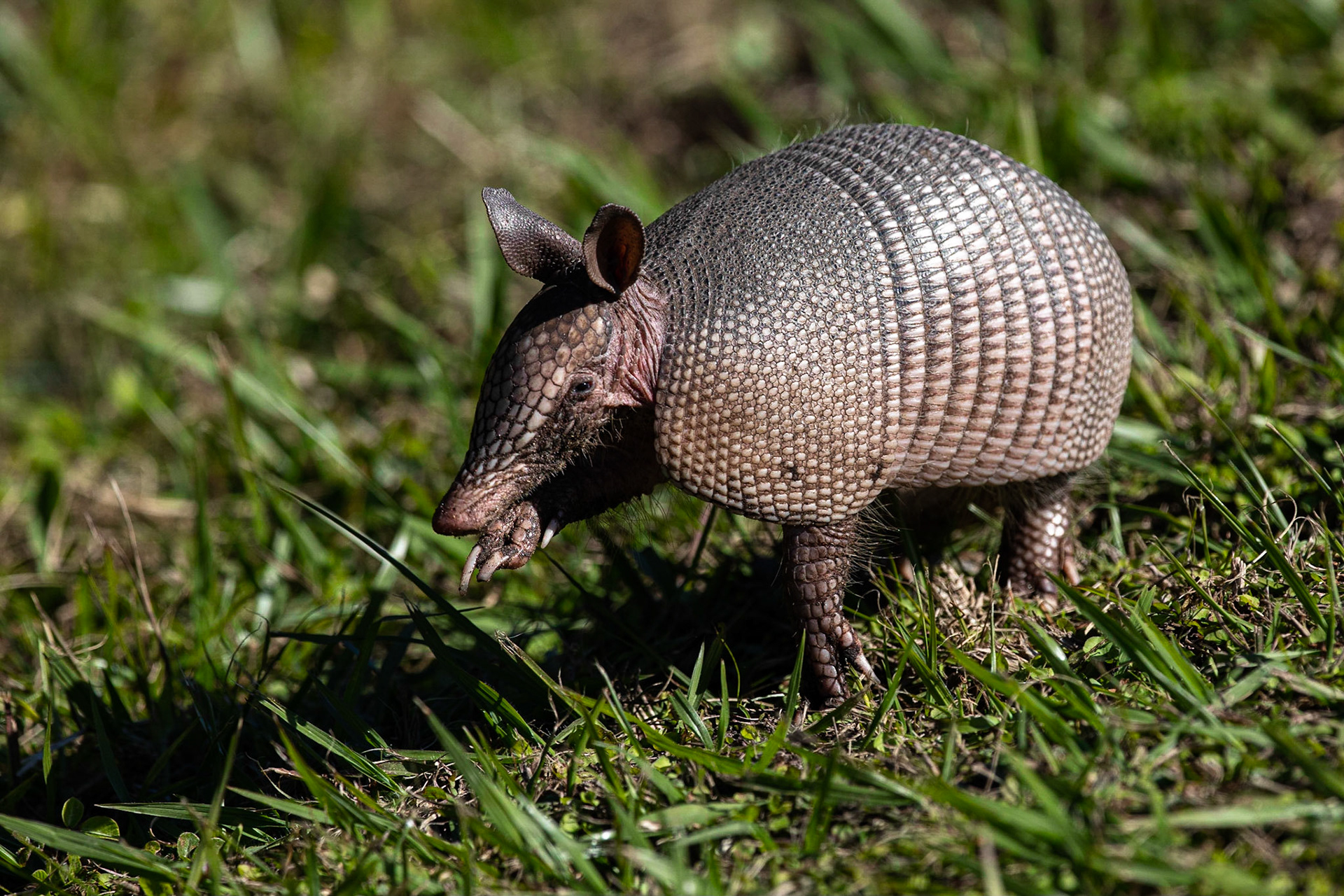Niobandad bälta / Nine-banded Armadillo, Merritt Island, Florida USA 2019