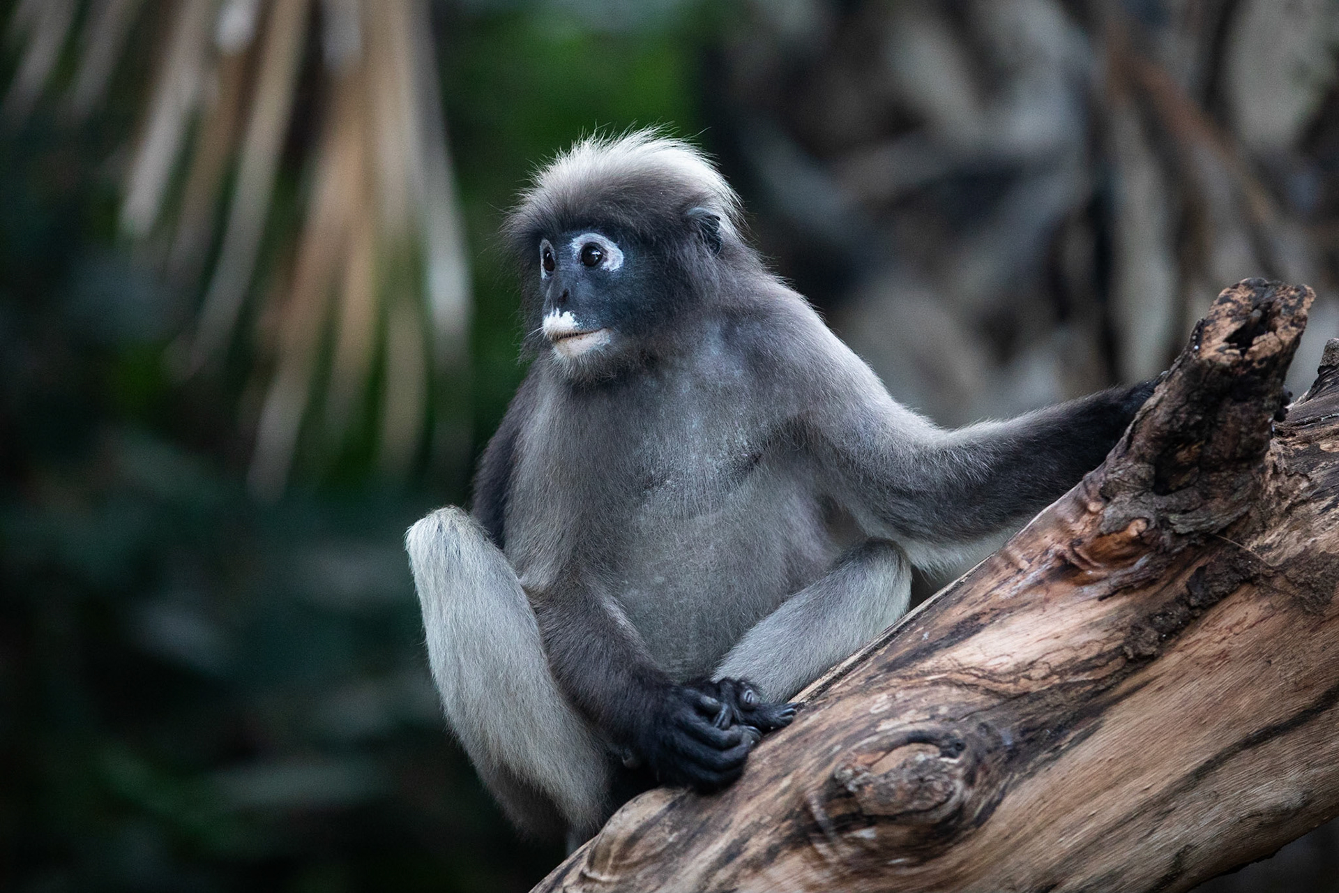 Rökgrå bladapa / Dusky Langur, Laem Sala Beach, Thailand 2019