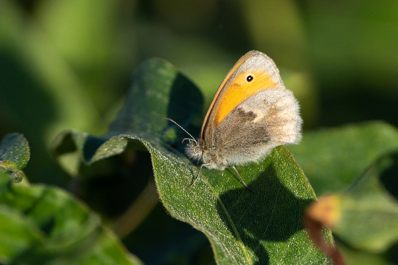Kamgräsfjäril / Small Heath , Vallkärra 2021