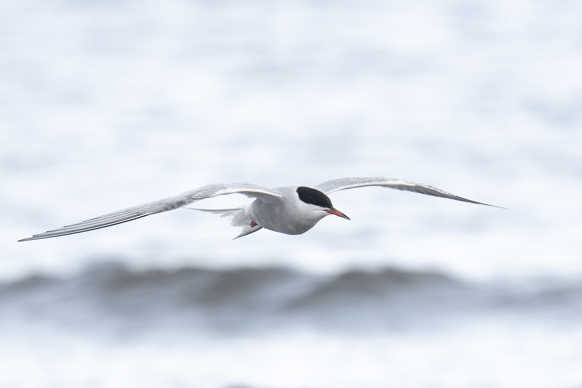 Common Tern / Fisktärna, Stavstensudde 2026