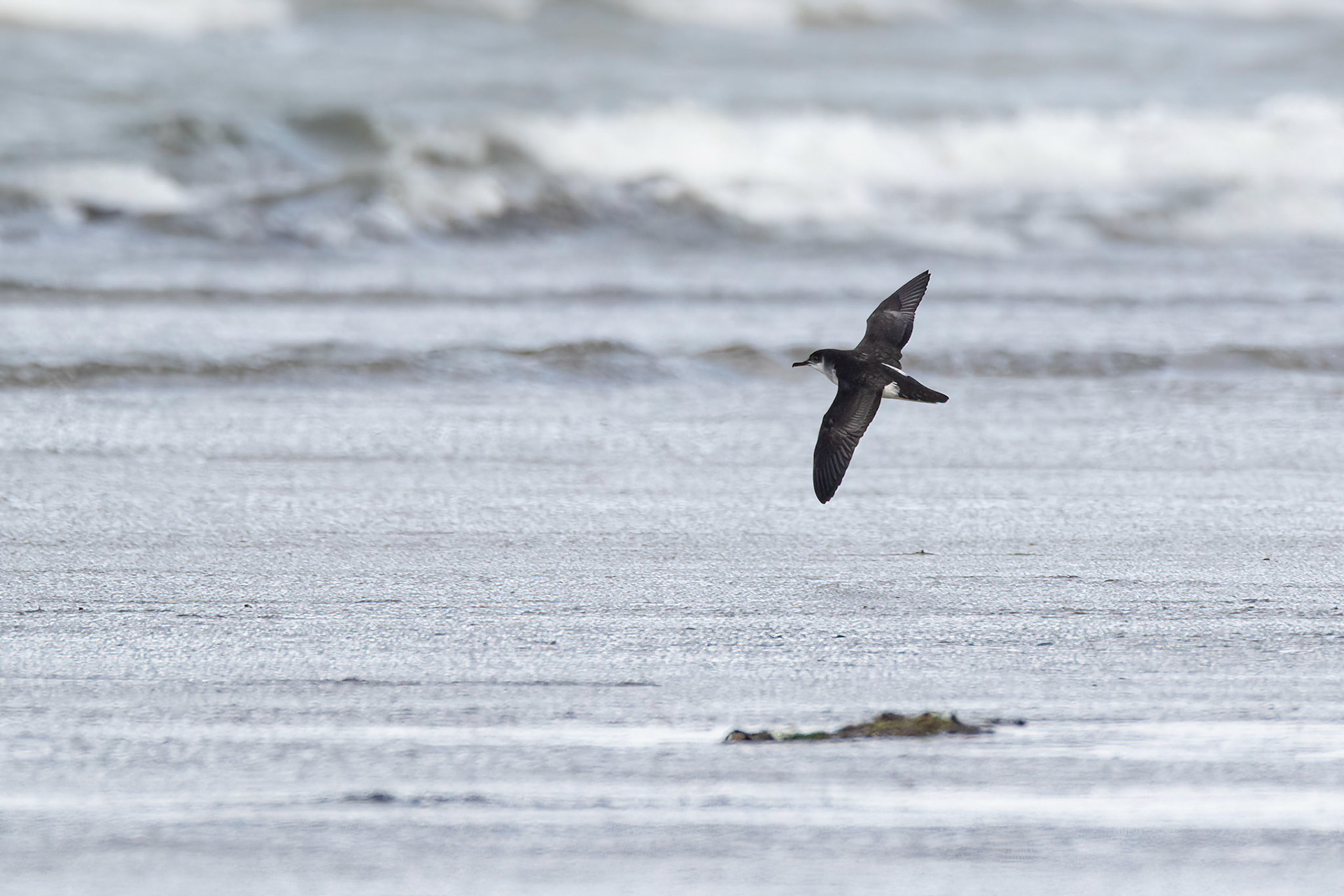 Mindre lira / Manx Shearwater, Skummeslövsstrand 2018