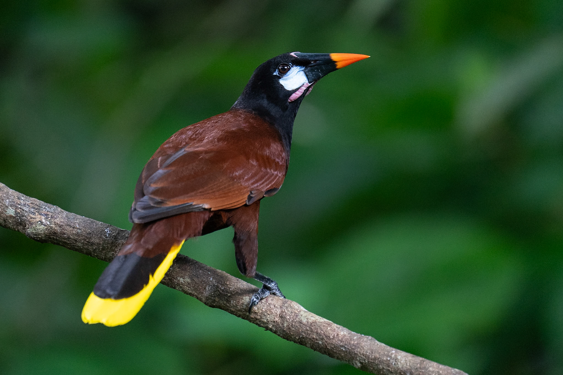 Montezuma Oropendola / Montezumaoropendola, Selva Verde Lodge, Costa Rica 2024