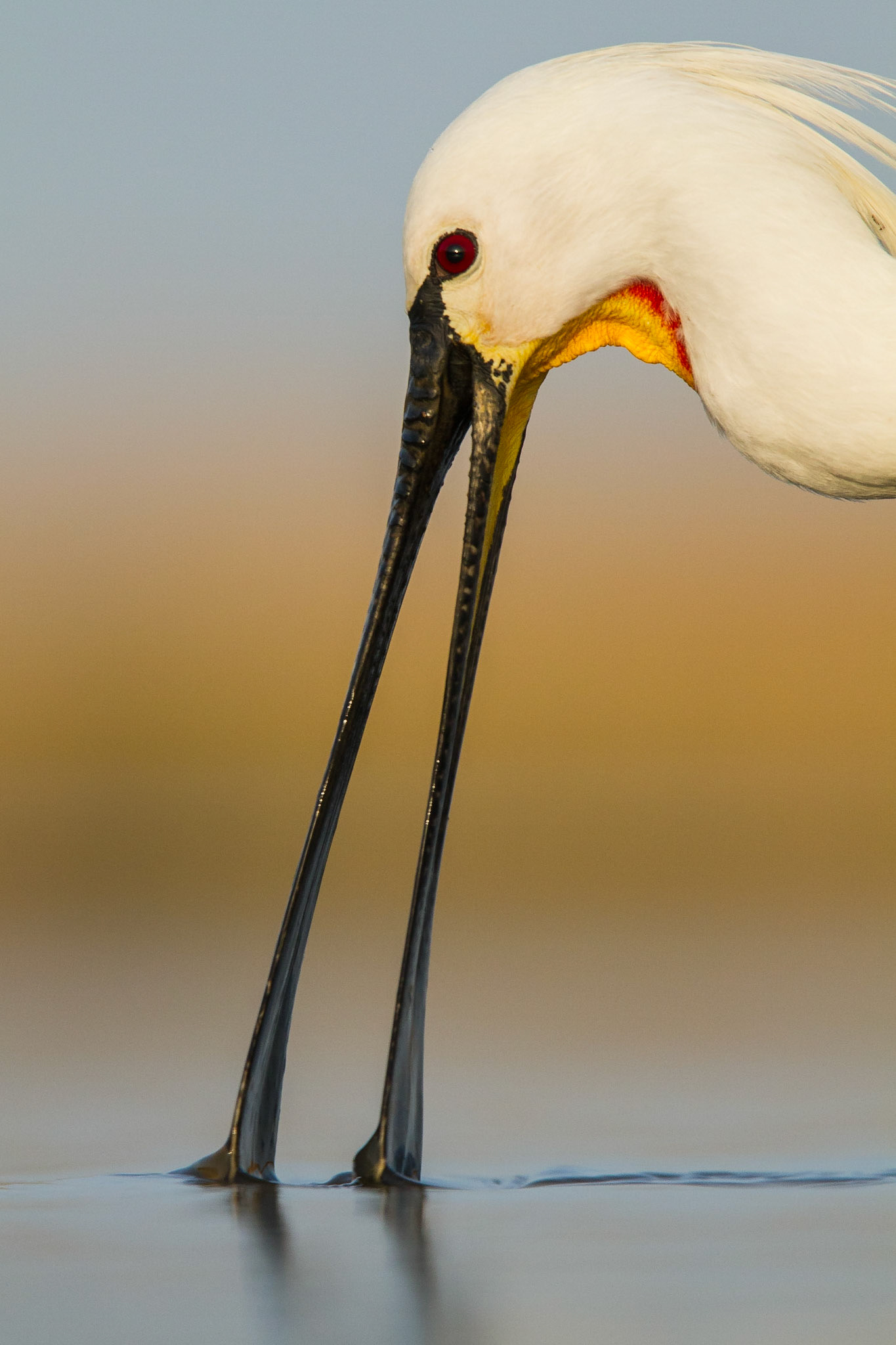 Skedstork / Eurasian Spoonbill, Hungary 2013