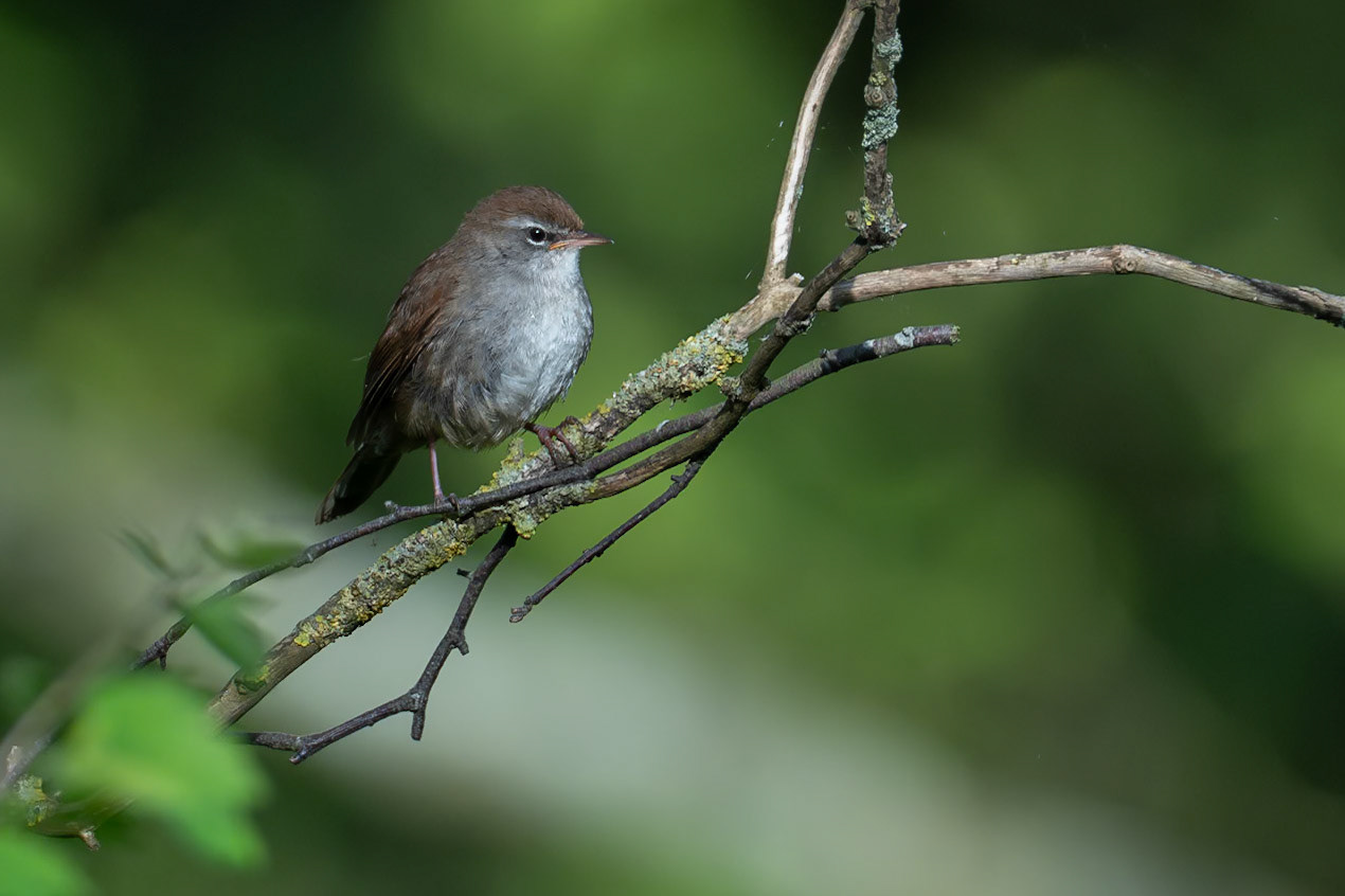 Sumpcettia / Cetti's warbler, Albäcksskogen 2025