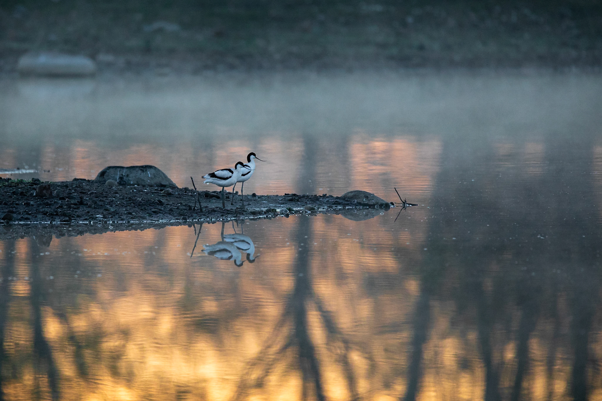 Skärfläcka / Pied Avocet, Kriminaldammen 2020