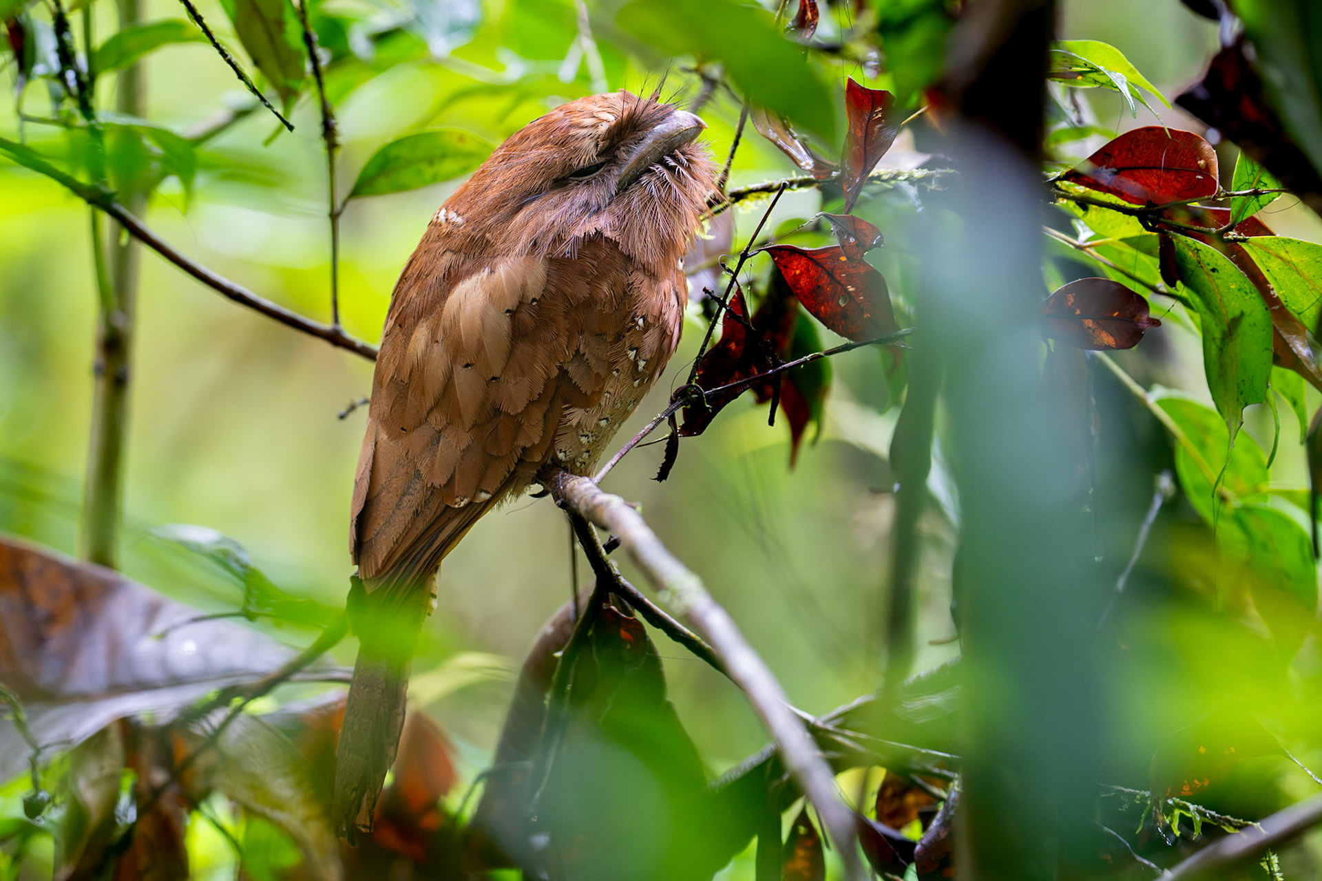 Sri Lanka Frogmouth / Ceylongrodmun, Sinhiraja, Sri Lanka 2025